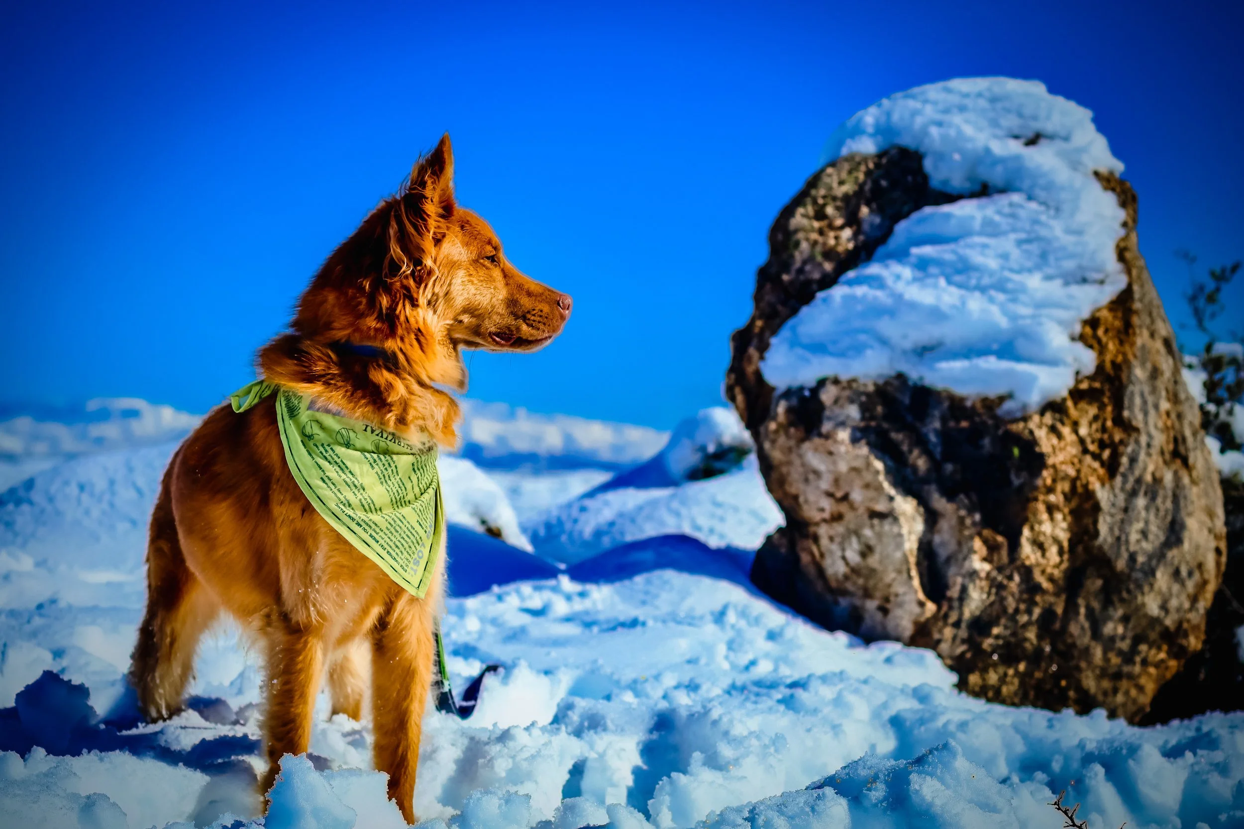 Beautiful golden dog examining rare desert snow. Tonto National Forest, Cave Creek, Arizona