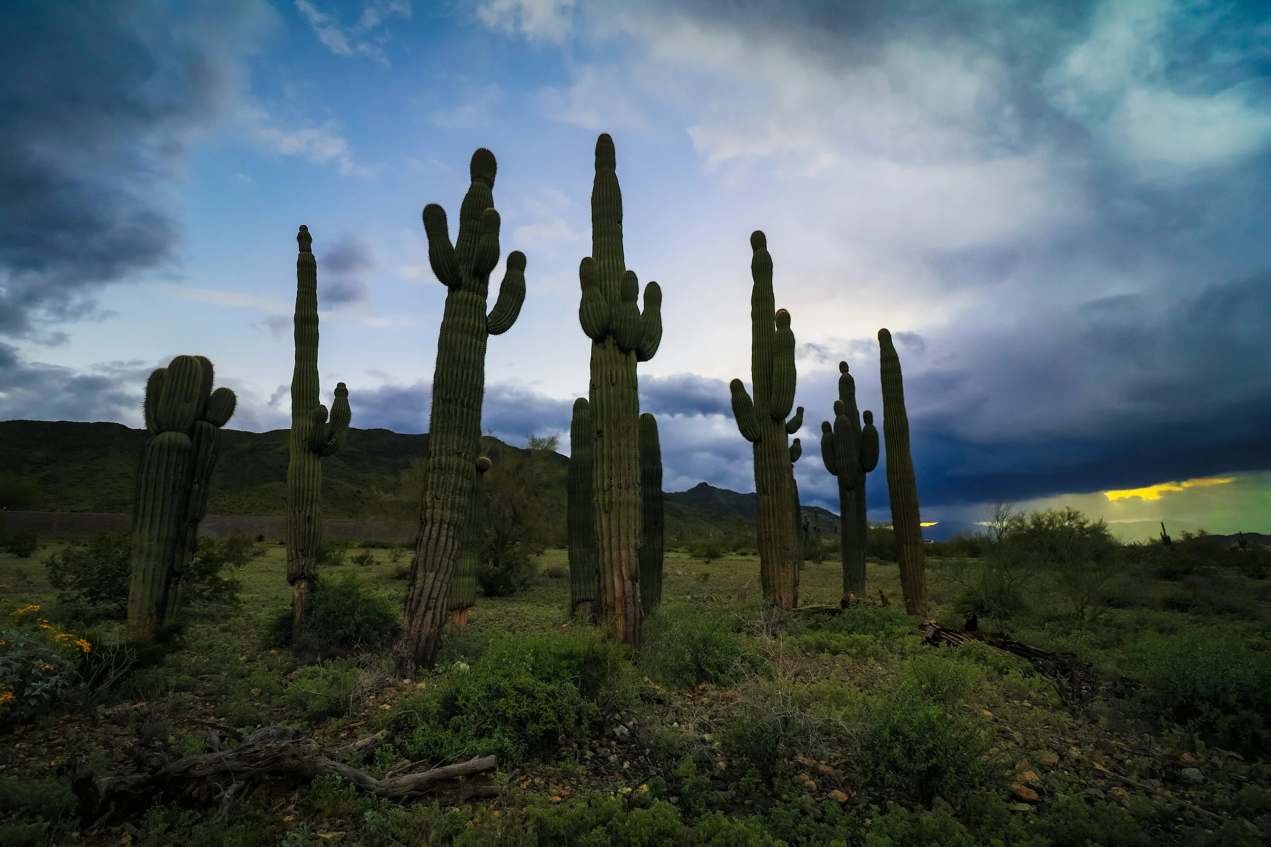 Saguaro cactuses under a looming Sonoran desert storm. Monsoon season, South Mountain, Phoenix, Arizona.