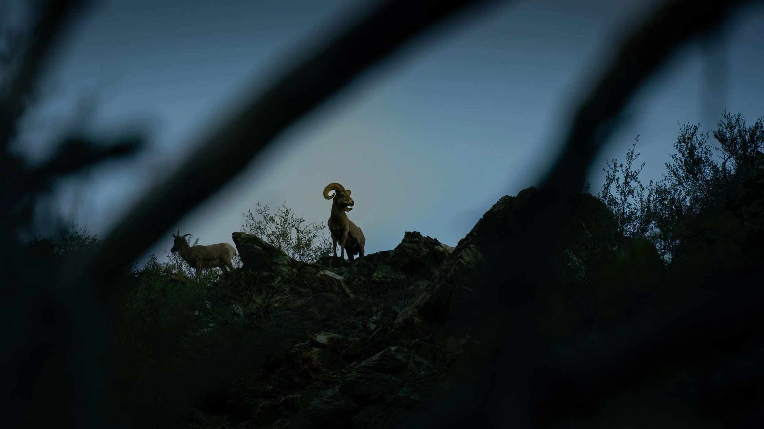 Bighorn Sheep, San Bernardino National Forest