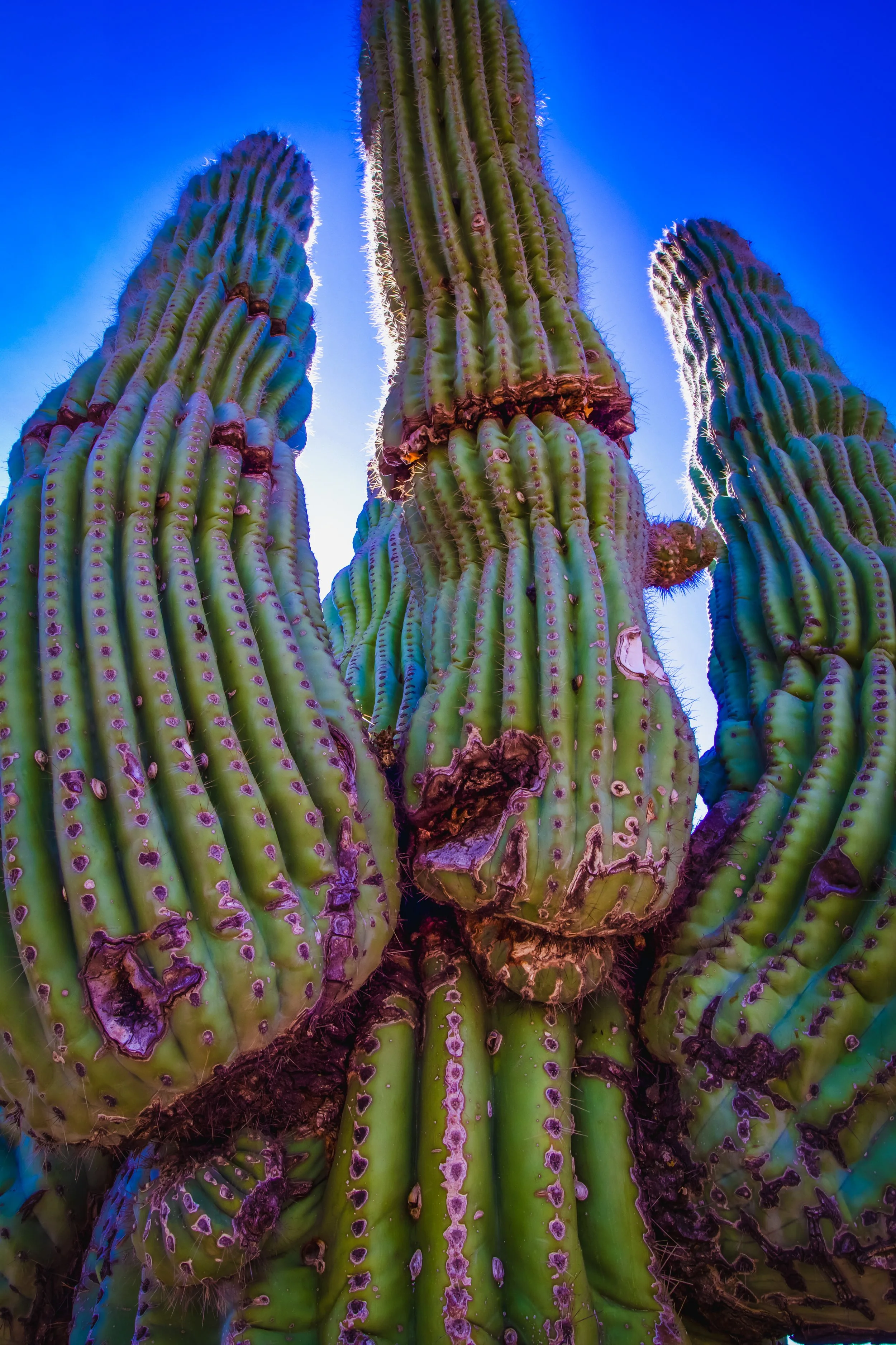 Colorful bubblegum saguaro cactus. I call this one Marge Simpson. Sonoran Desert, Phoenix, Tuscon, Arizona,  Palm Springs Vibes.