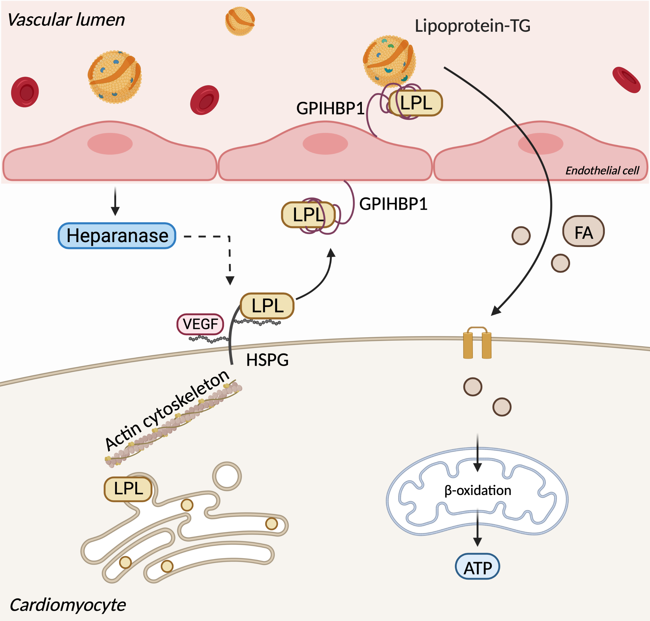 Research — Rodrigues Lab