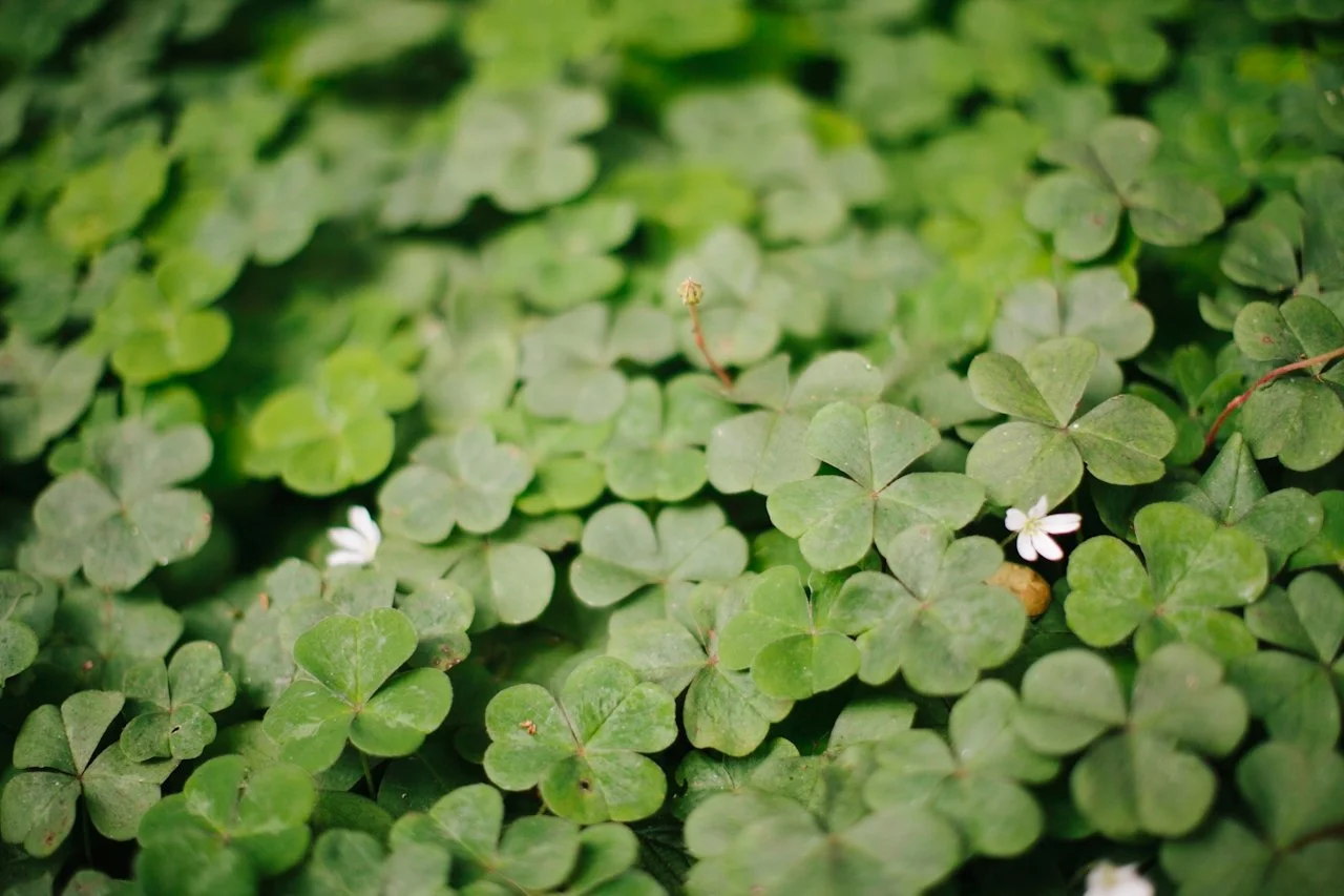Close-up of green shamrock leaves with tiny white flowers and some small brown spots.