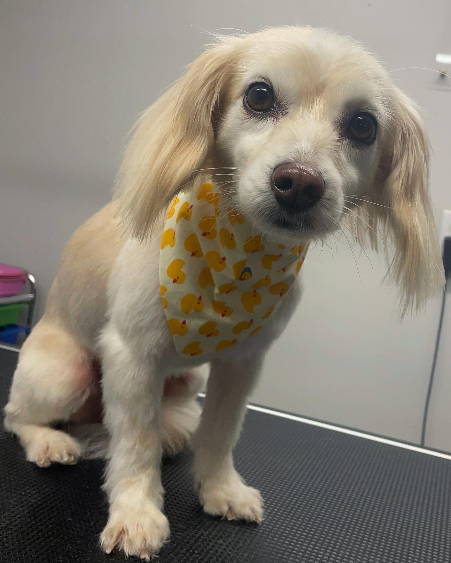 Life is way nicer when you&rsquo;re as cute as Benito !! 
We still have a couple appointments available for this week, don&rsquo;t miss this chance!! 20% off for 1st visits and up to 30%off of Bath &amp; De-Fluff.
DM me for more information!!
#fluffe