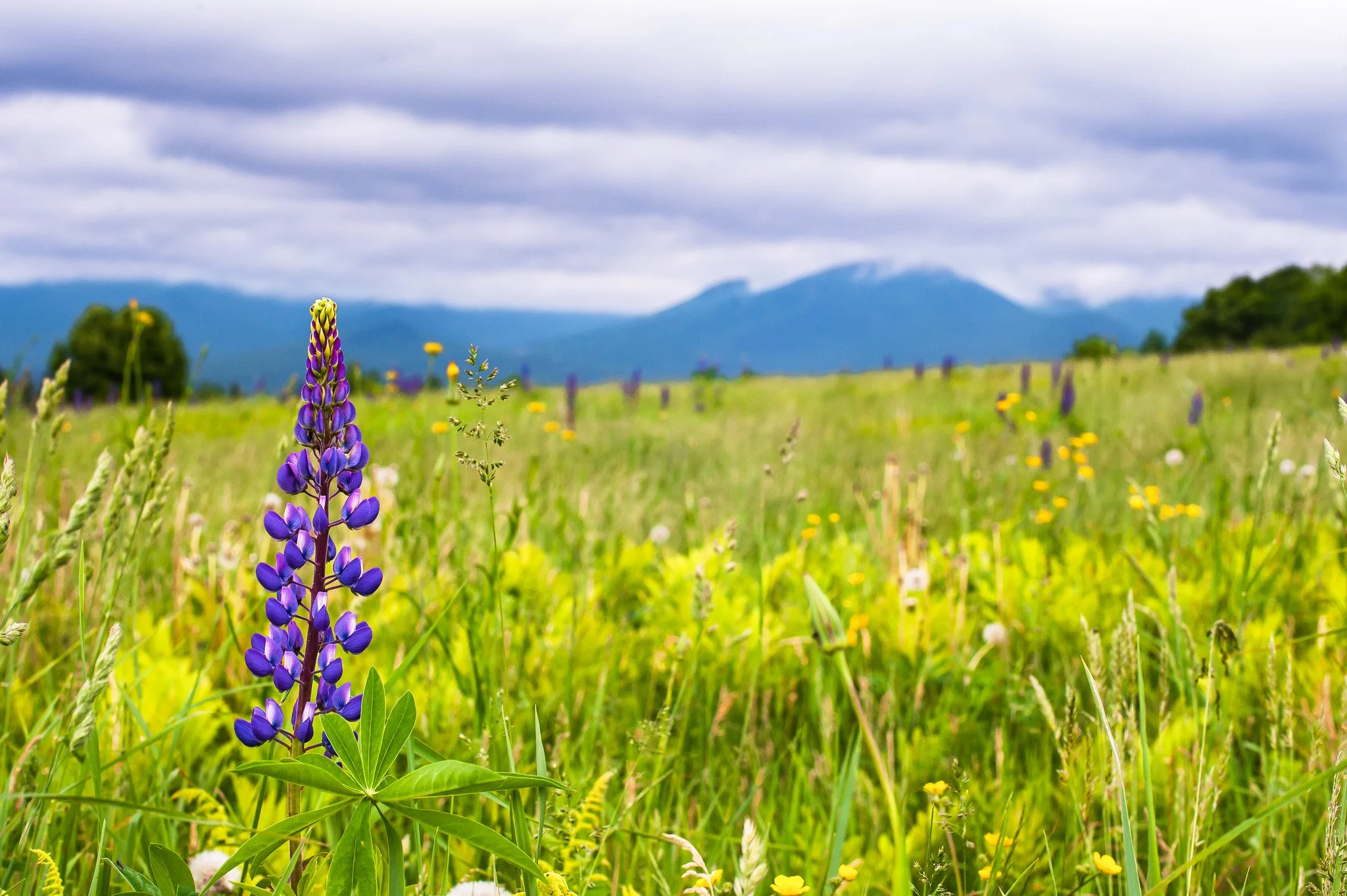 KM_Single Lupin Feild-2.jpg