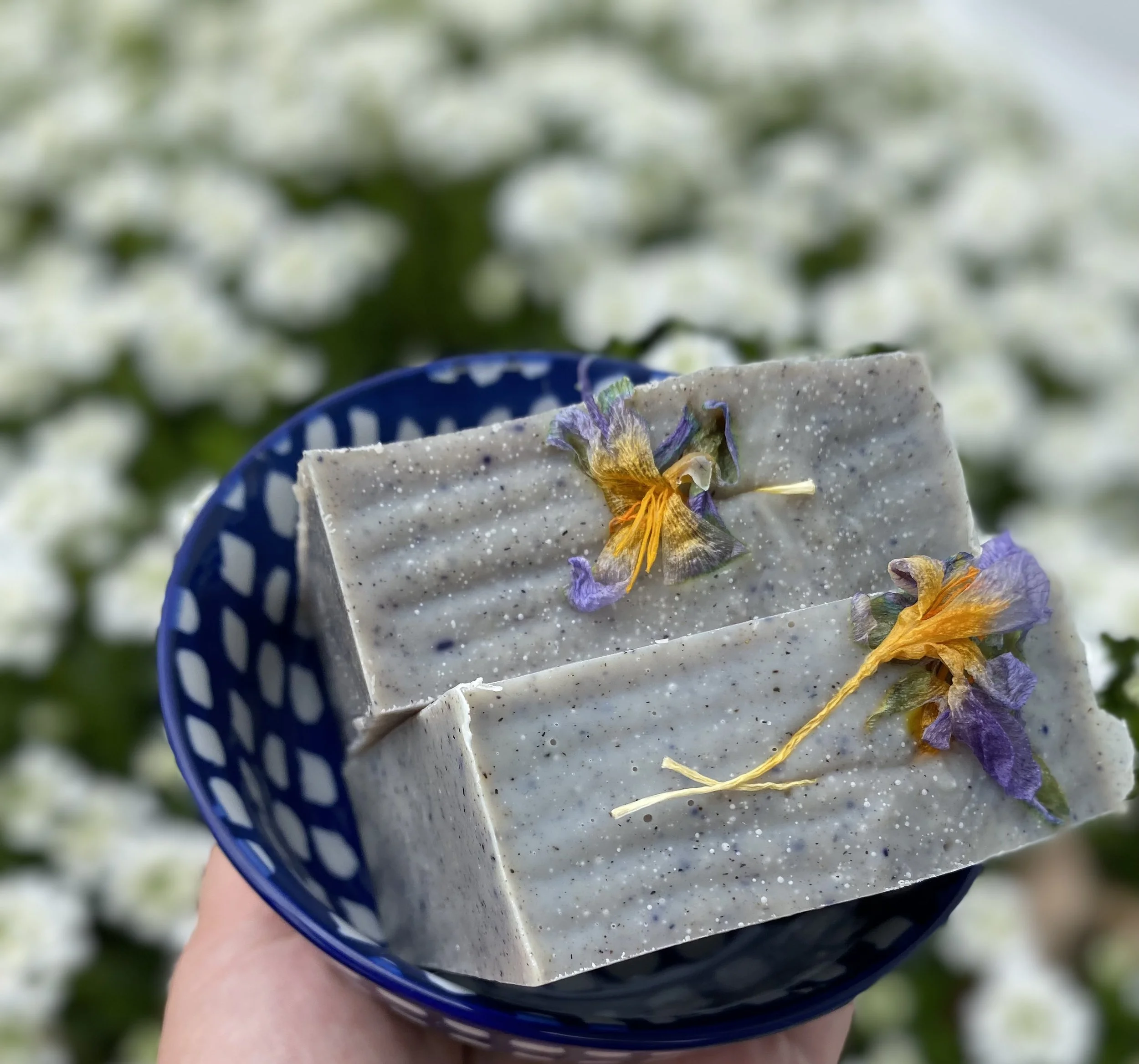 Crocus Frankincense