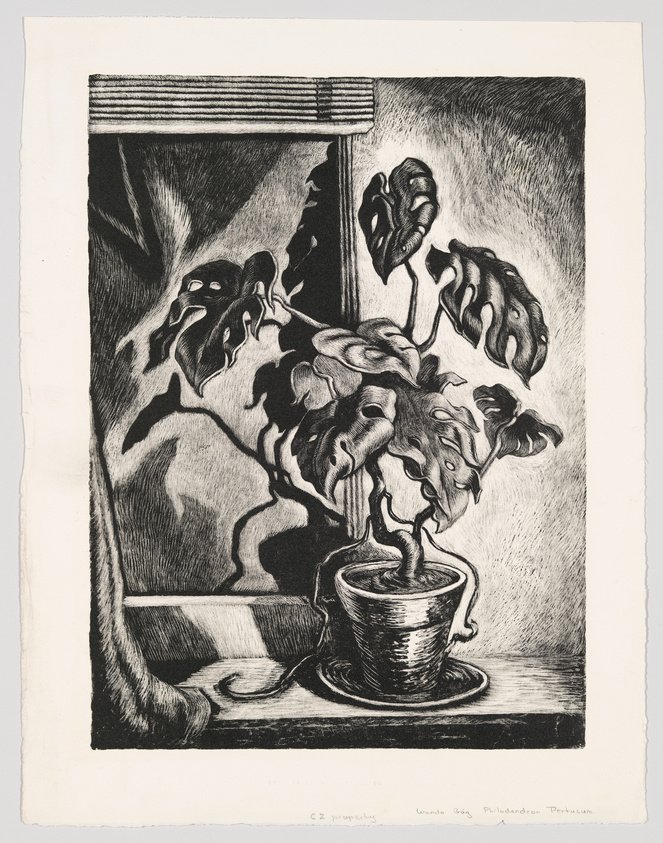 1945 Philodendron Pertusum 1945, printed 1947.jpeg