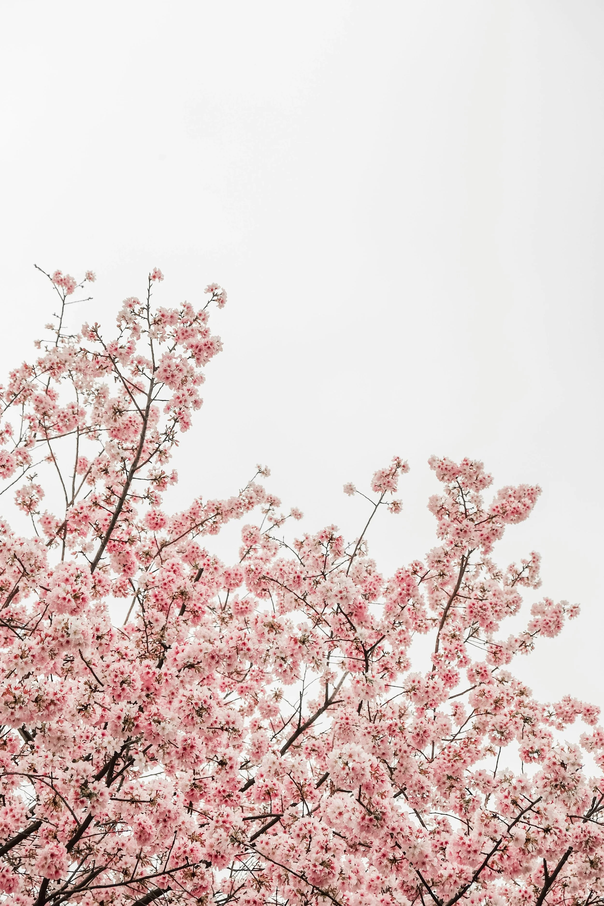 Pink cherry blossoms on tree branches against a light sky.