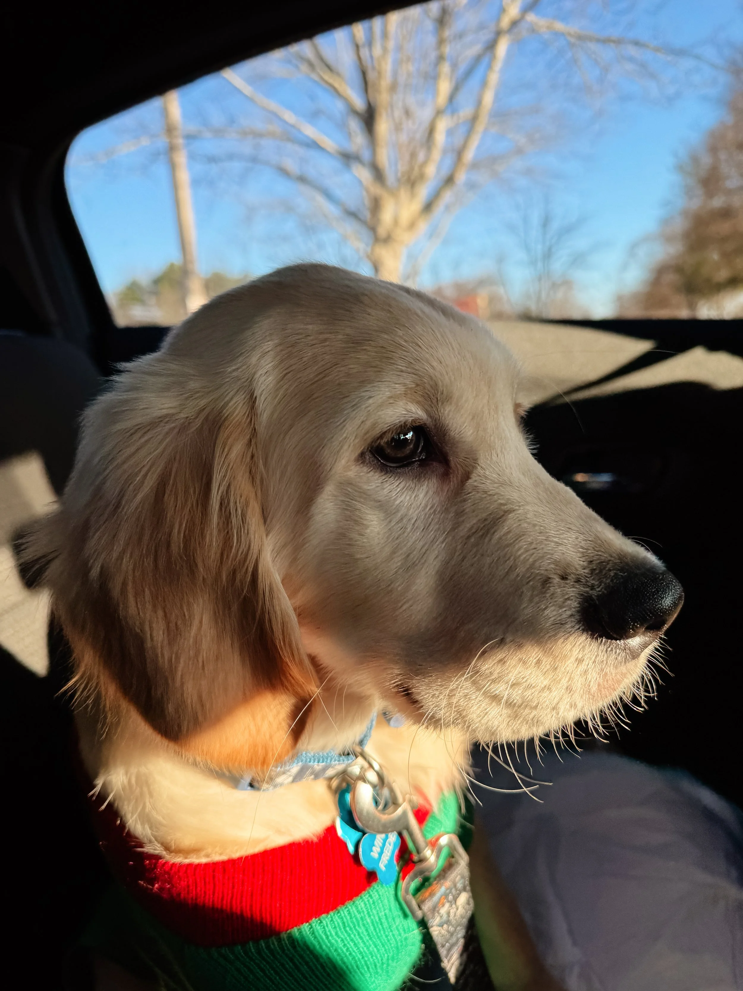 Close-up of a Labrador puppy wearing a colorful sweater, sitting inside a vehicle with a view of a tree and blue sky outside.