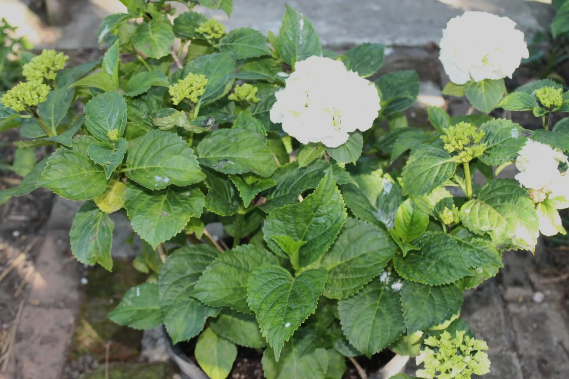 Hydrangea Bridal Bouquet.jpg