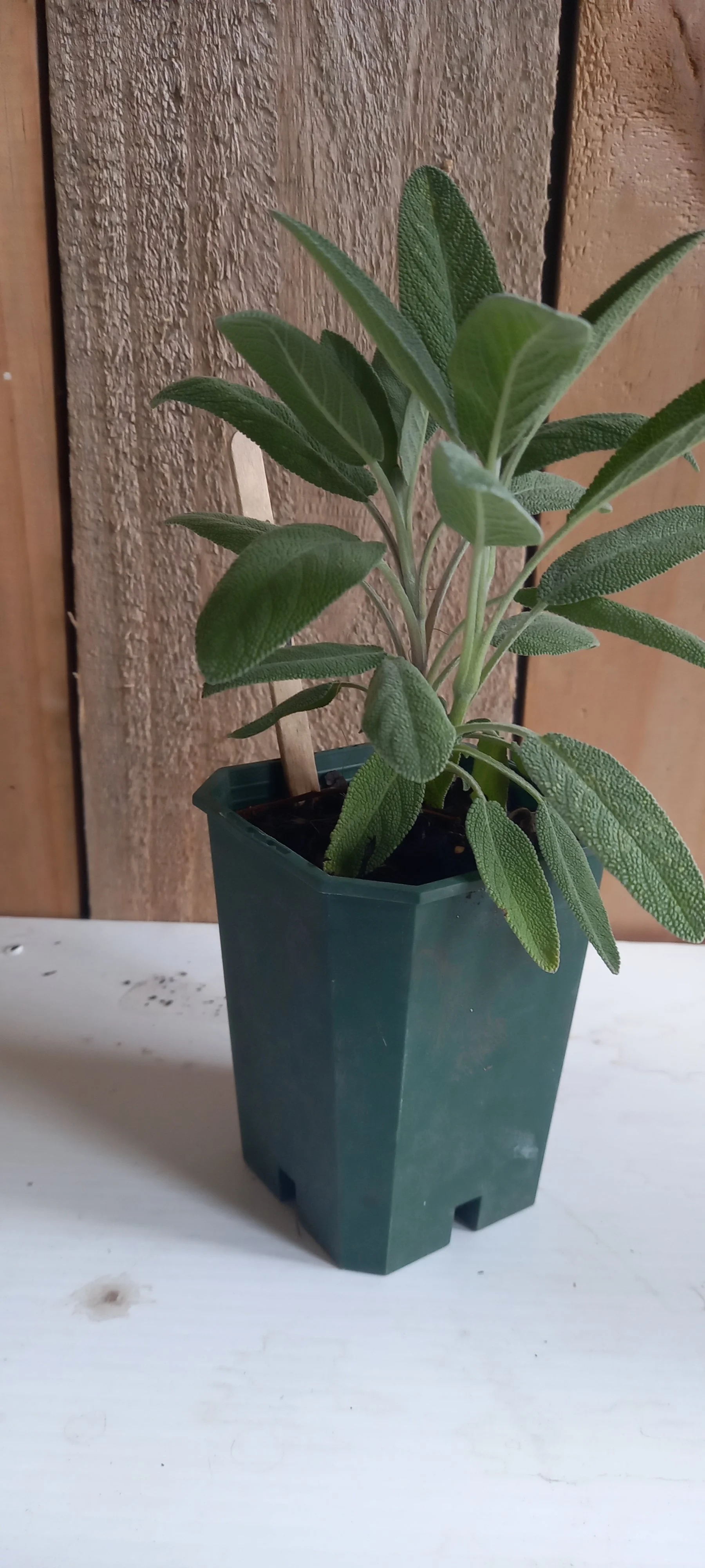 Sage
