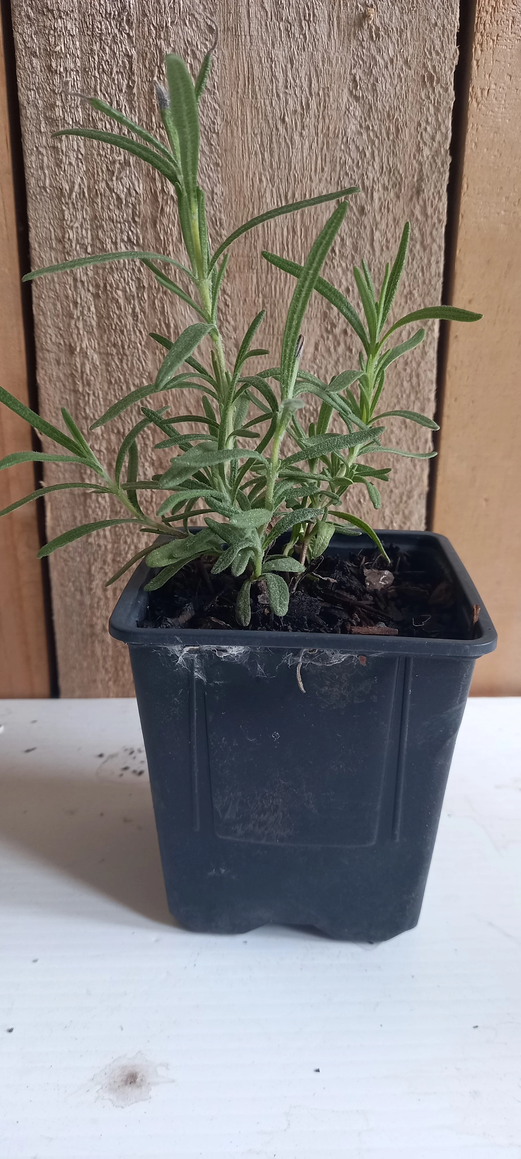 Rosemary