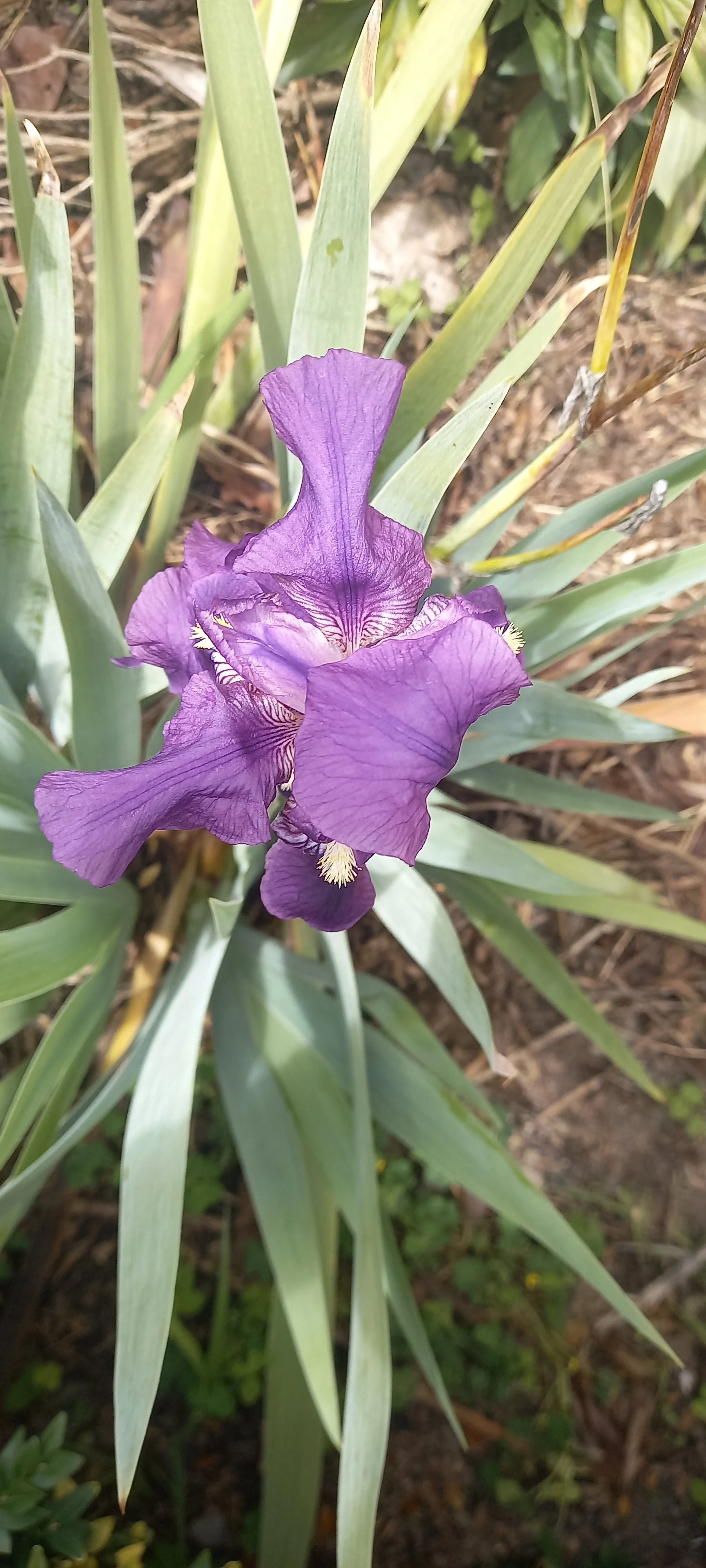 Dutch Iris 2.jpg