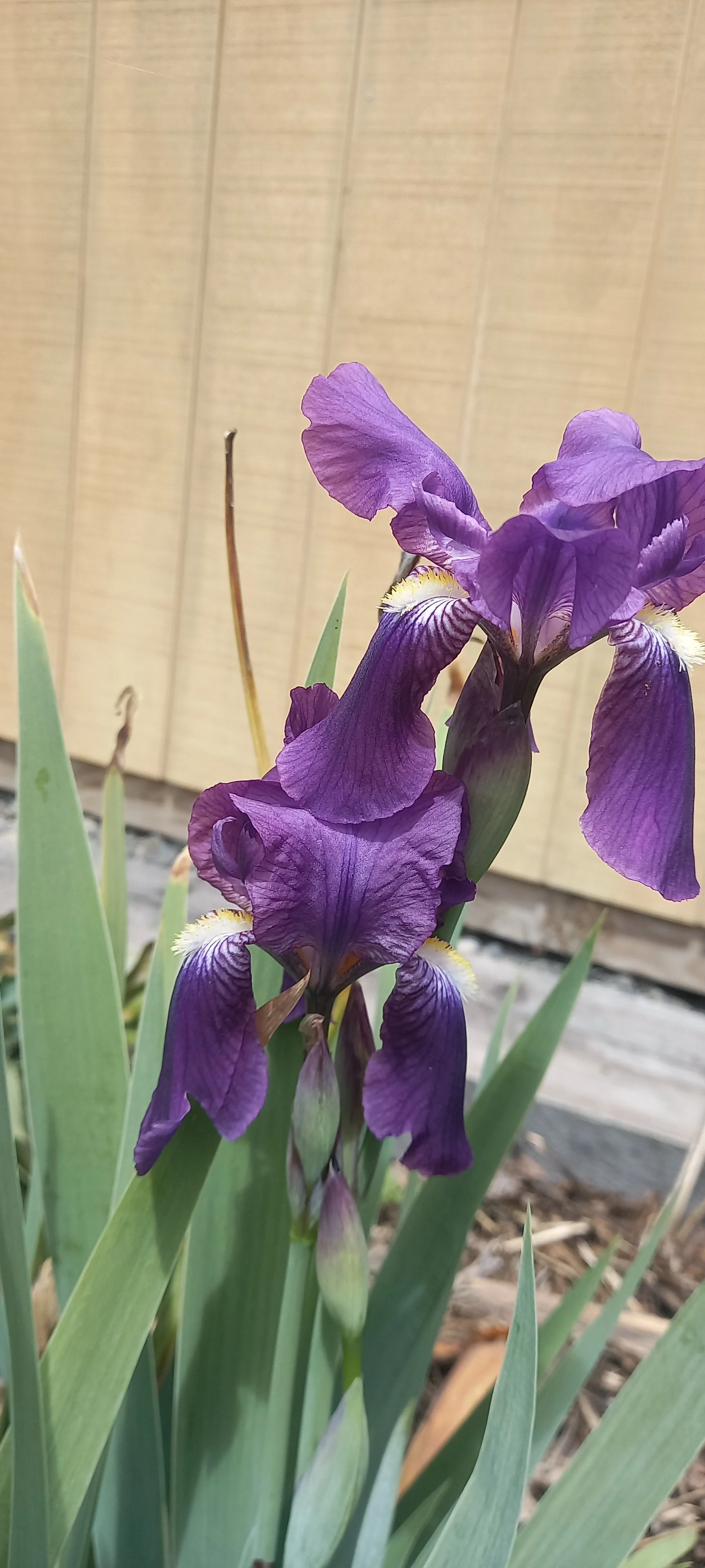 Dutch Iris 3.jpg