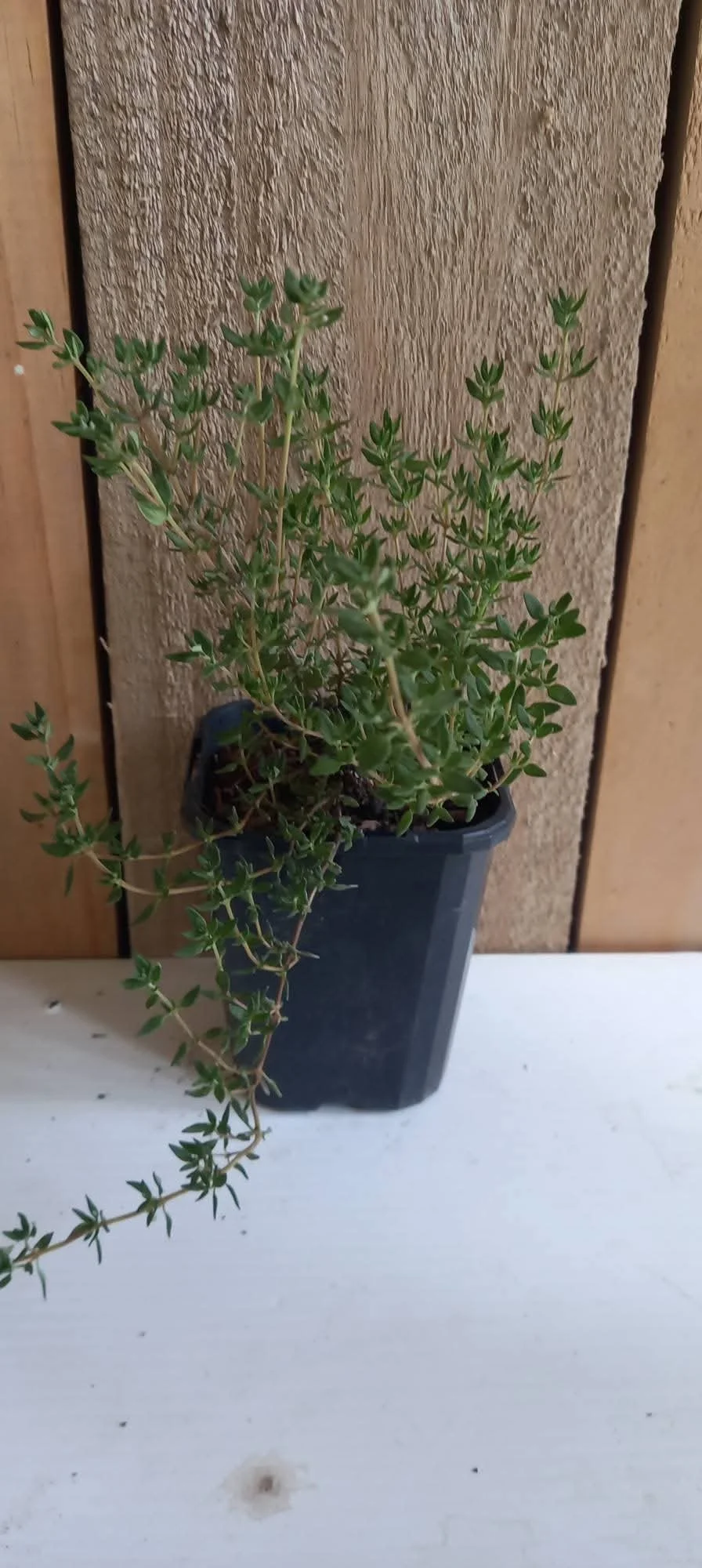 Thyme.jpg