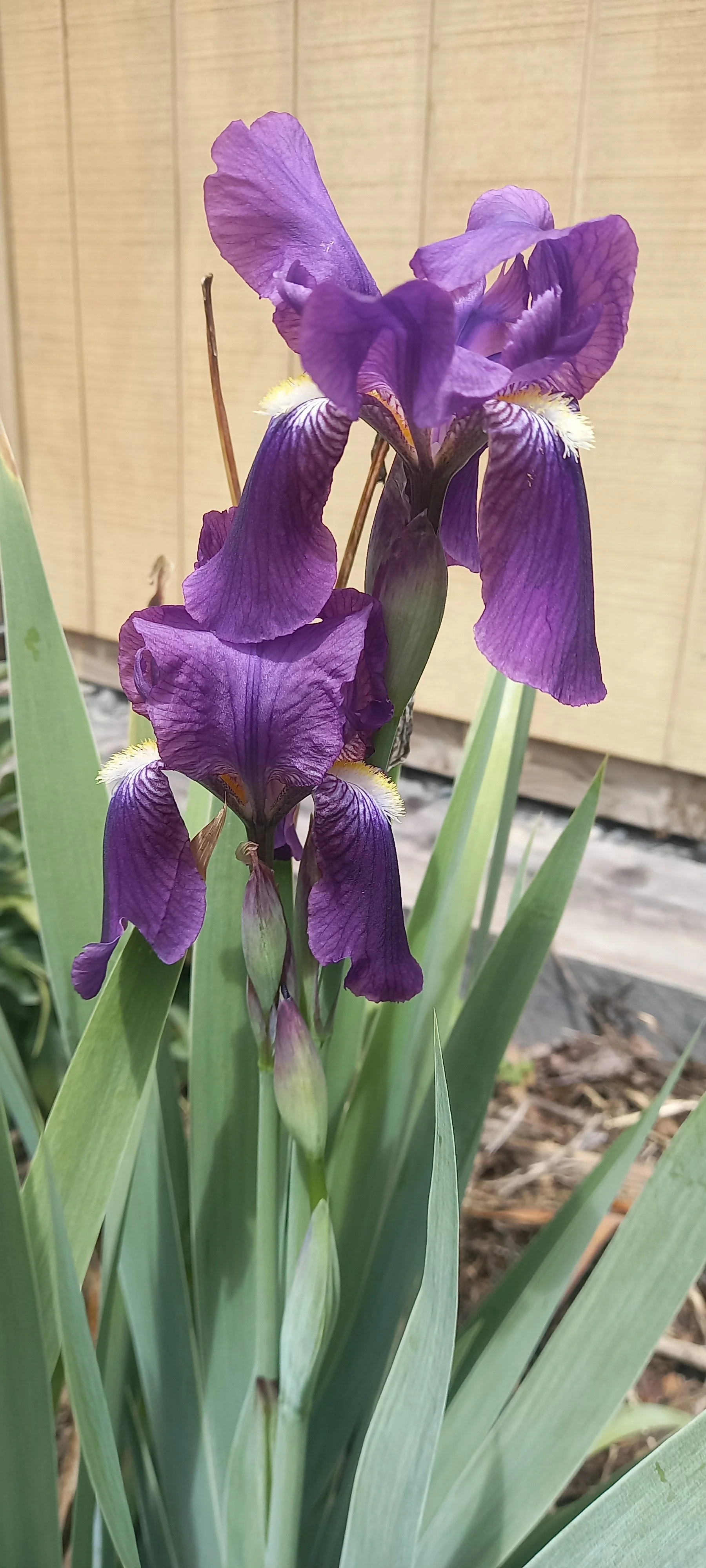 Dutch Iris.jpg