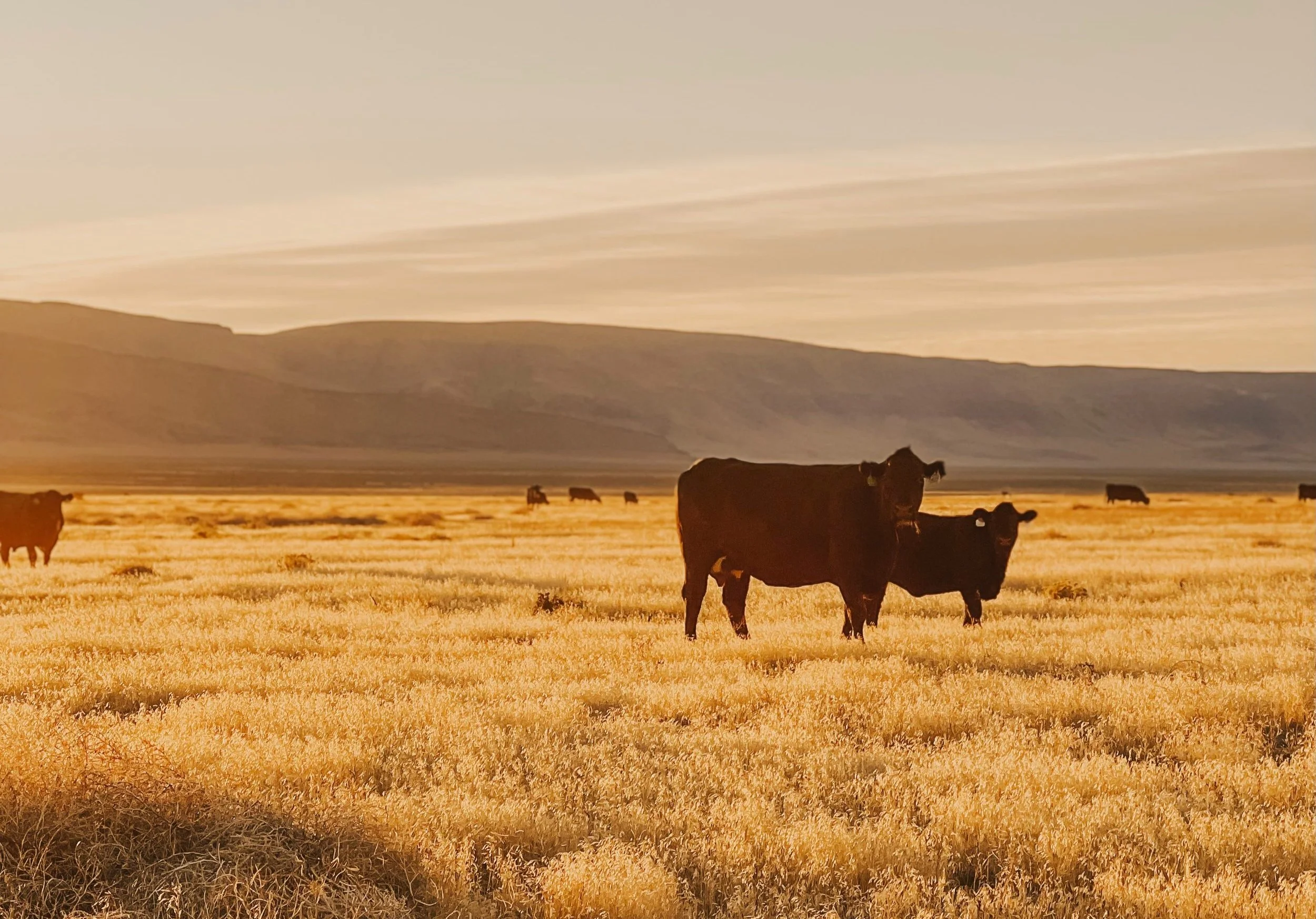 Veterinary Ranch General 6 — The Ranch Veterinary Clinic