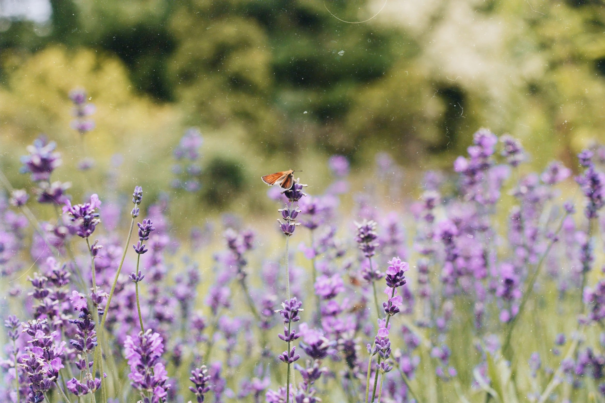 unsplash-image-ffuz2DDlcuE.jpg
