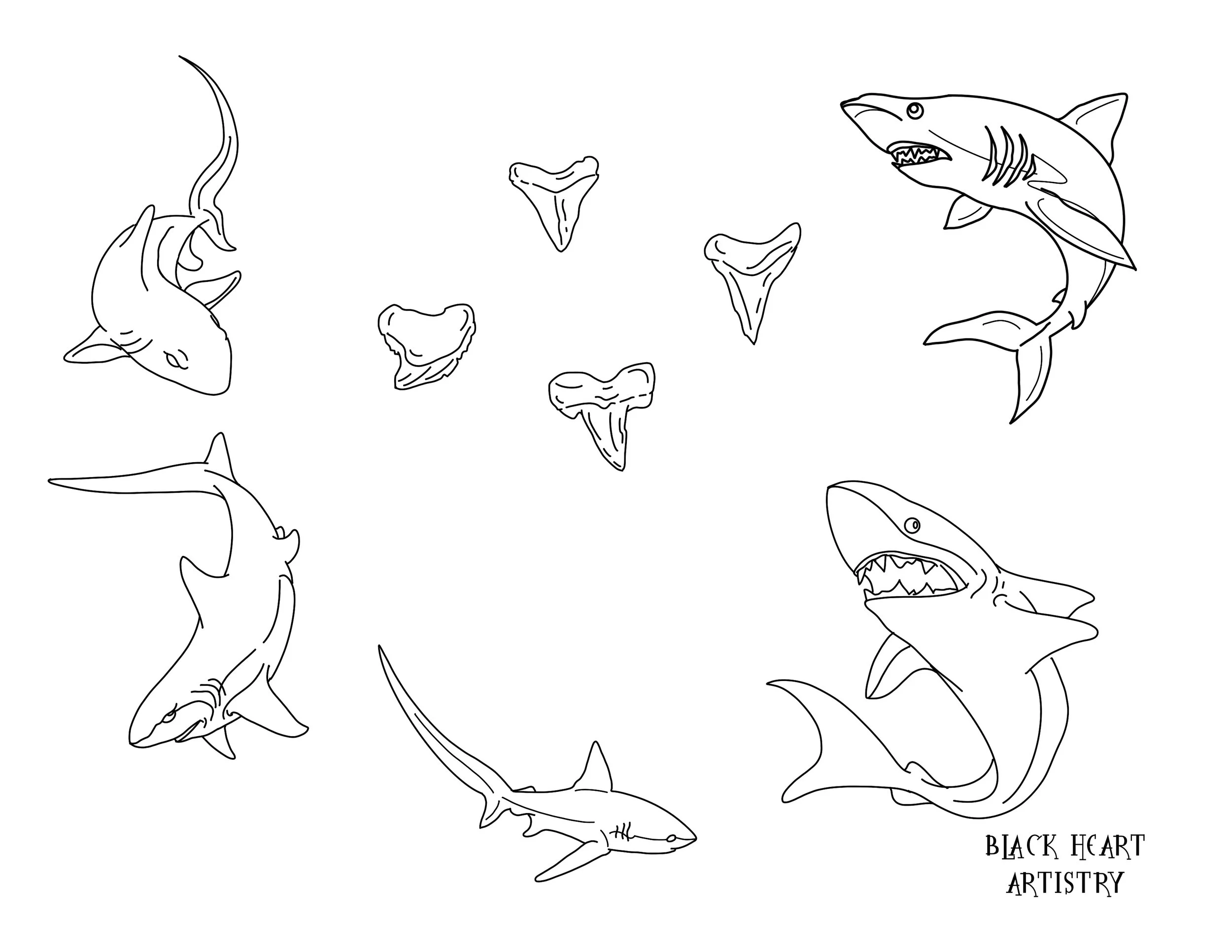 Animals Sharks 2