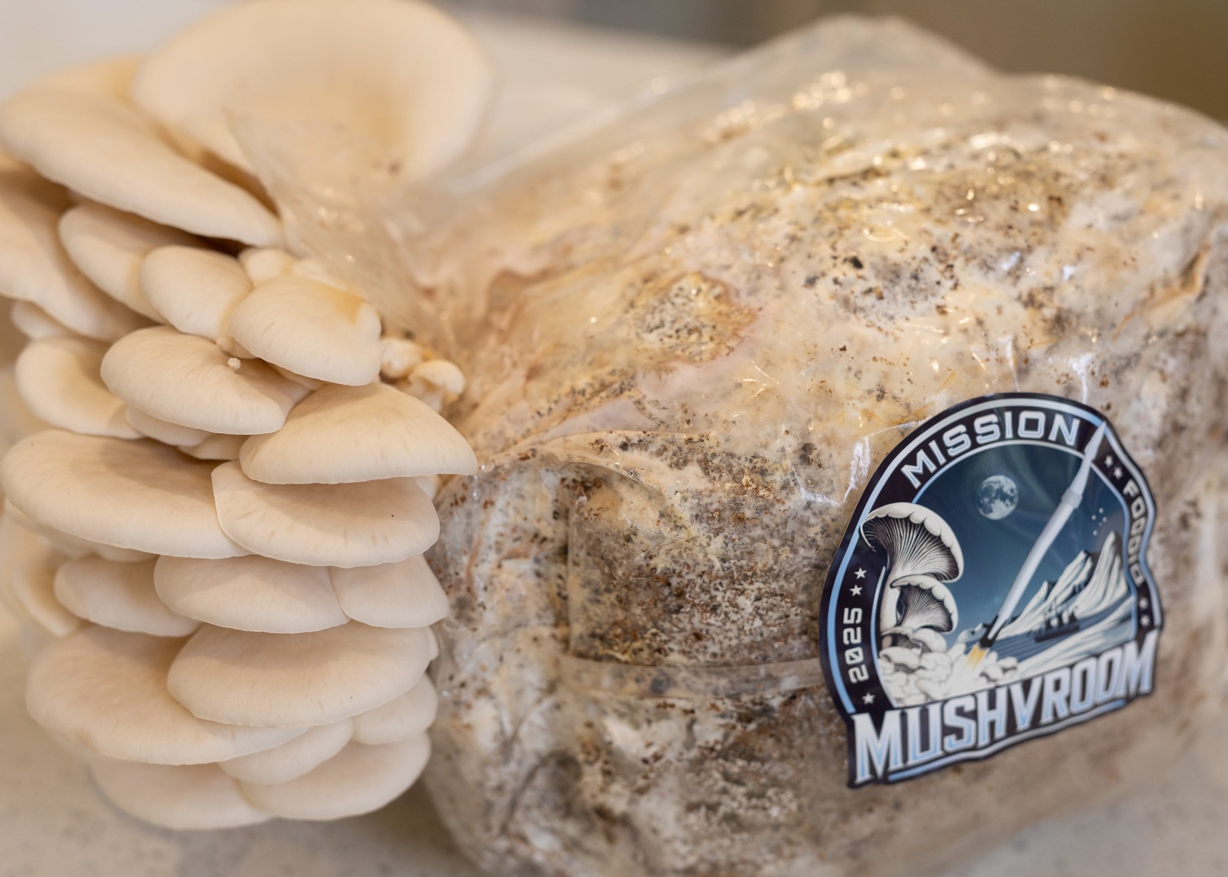 Mushroom Substrate Block (1)-mushVroom.jpg
