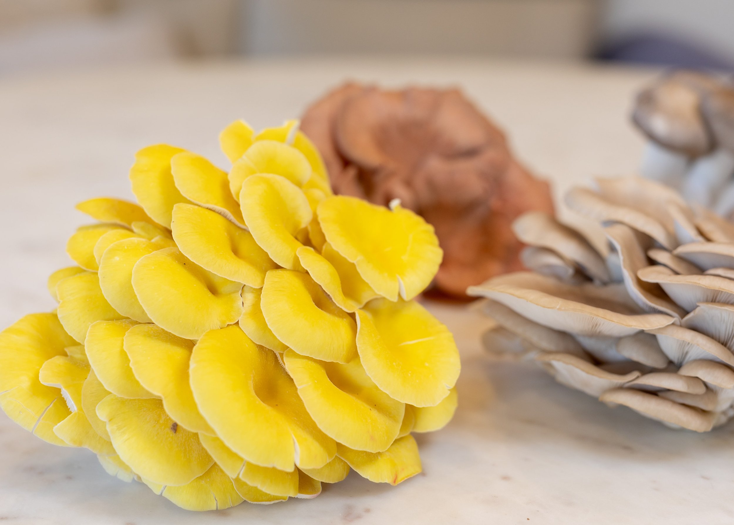Mushrooms 02-mushVroom.jpg