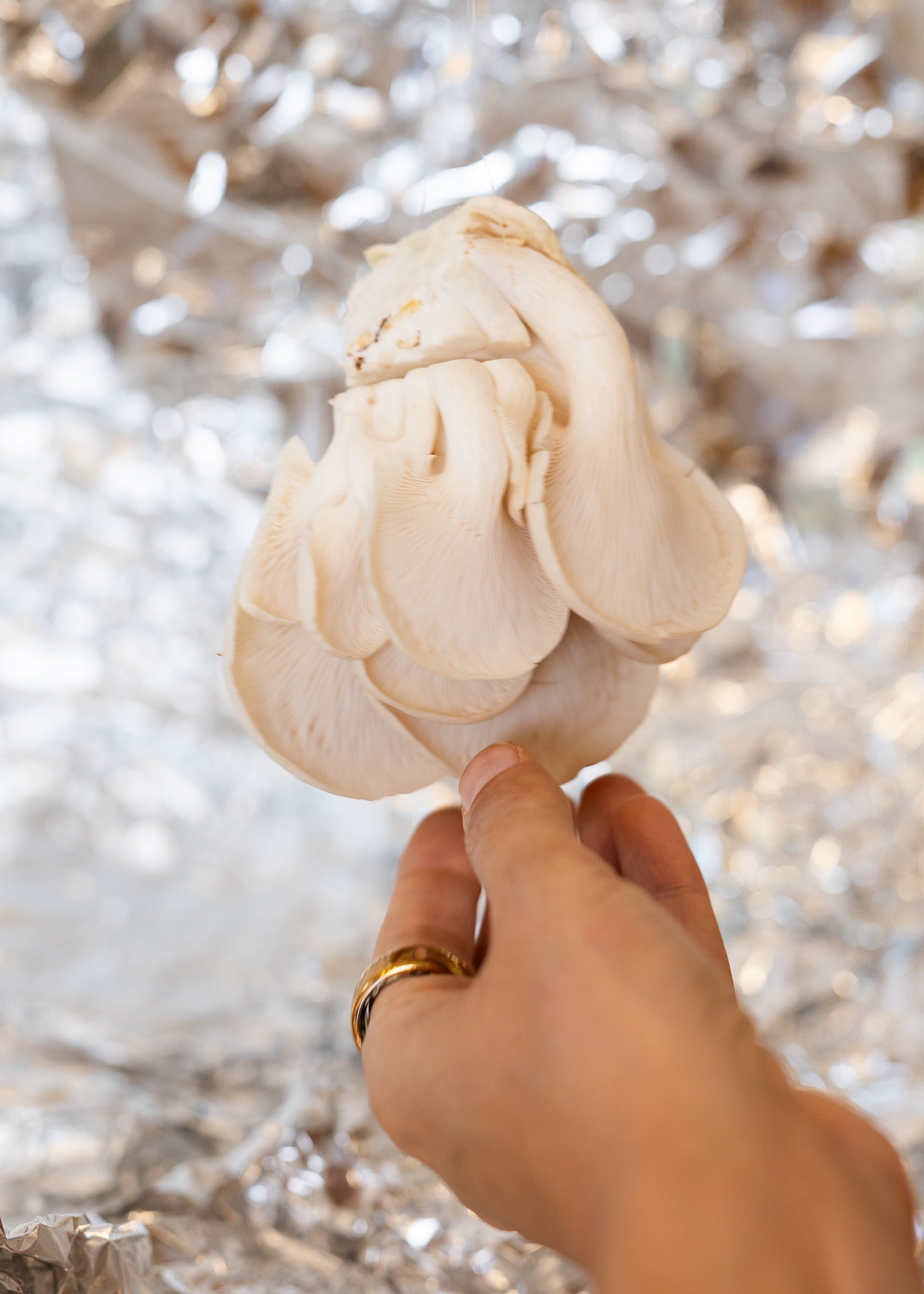 Mushrooms-mushVroom.jpg