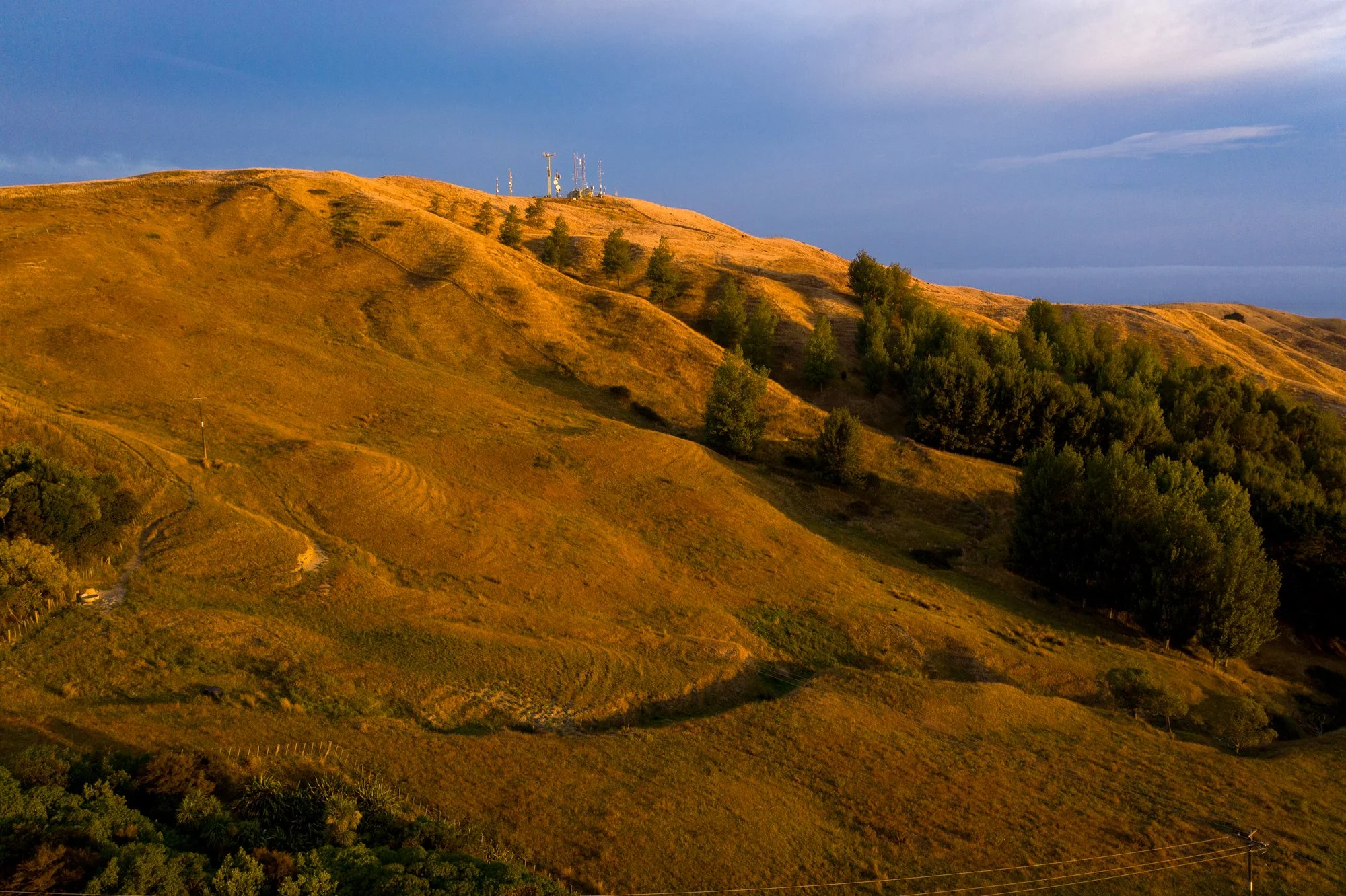 Supporting Native Restoration at Amberly Farm Through Trees That Count