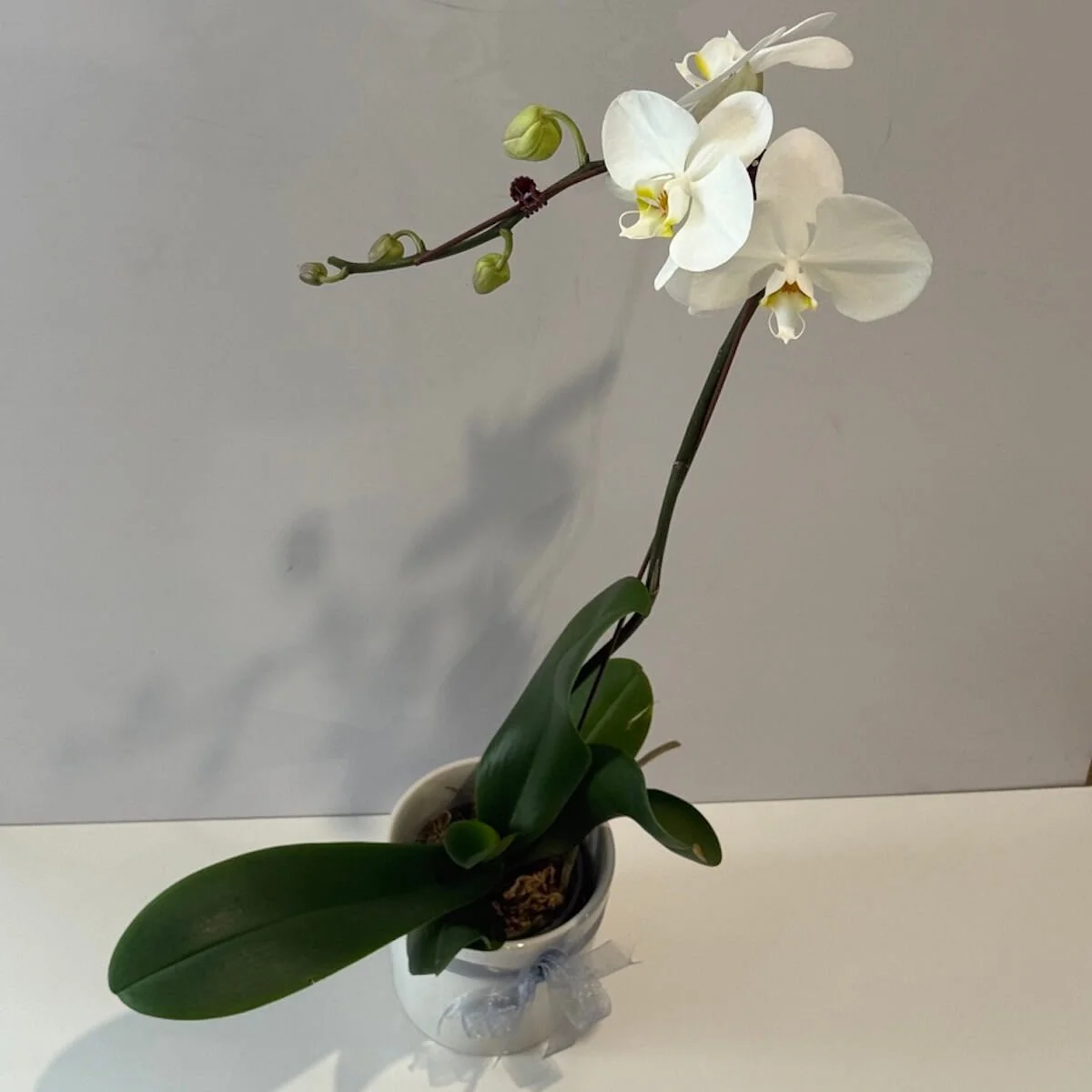 Orchid Plant gift. An orchid plant with White Flowers in a white pot with a cream ribbon around it.