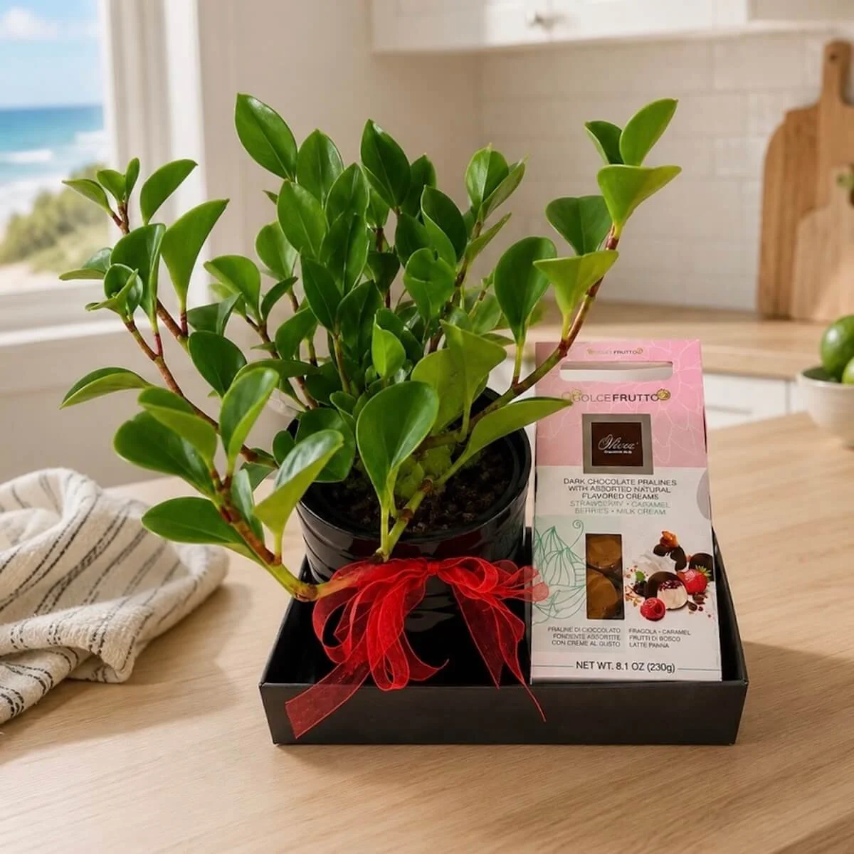 Peperomia & Chocolate Hamper