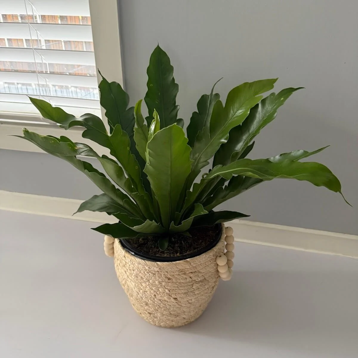 Bird's Nest Plant Gift