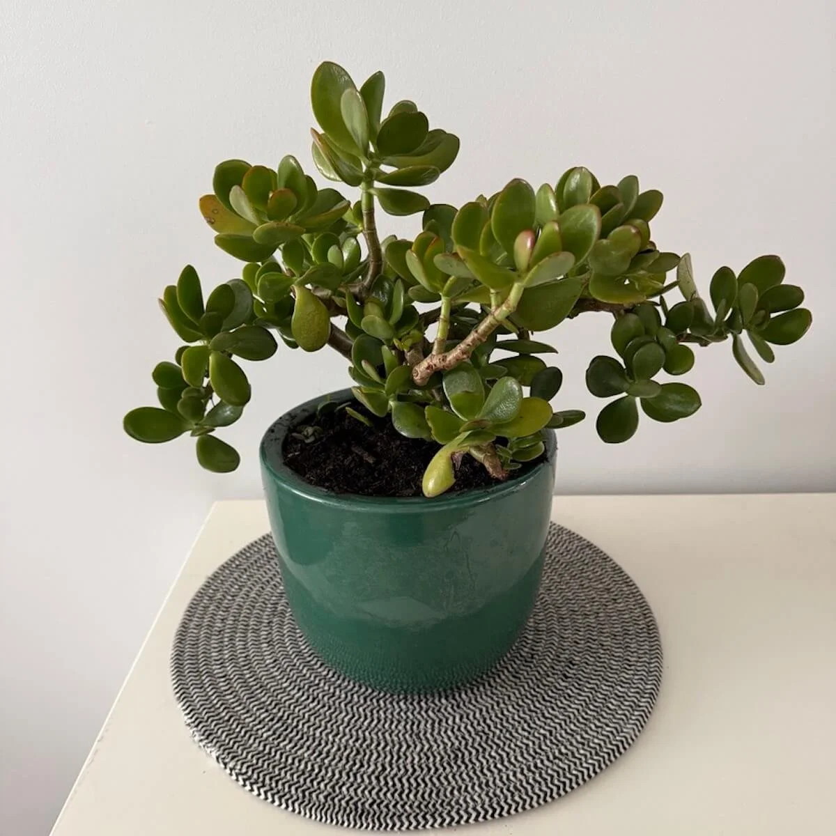 Jade Plant Gift