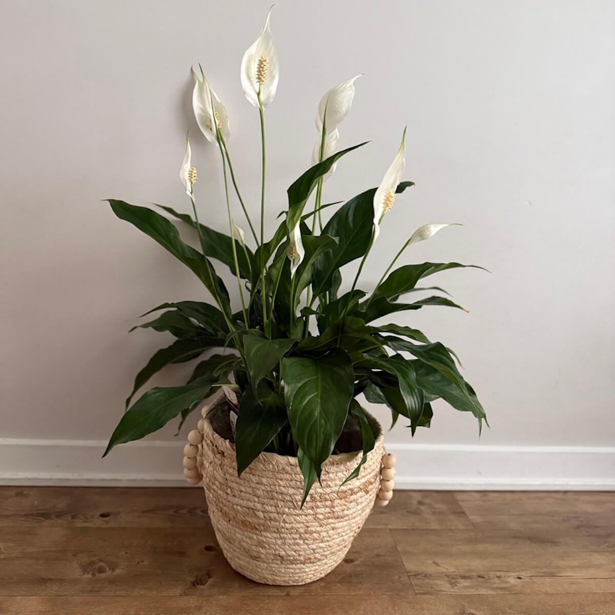 Peace Lily Plant Gift