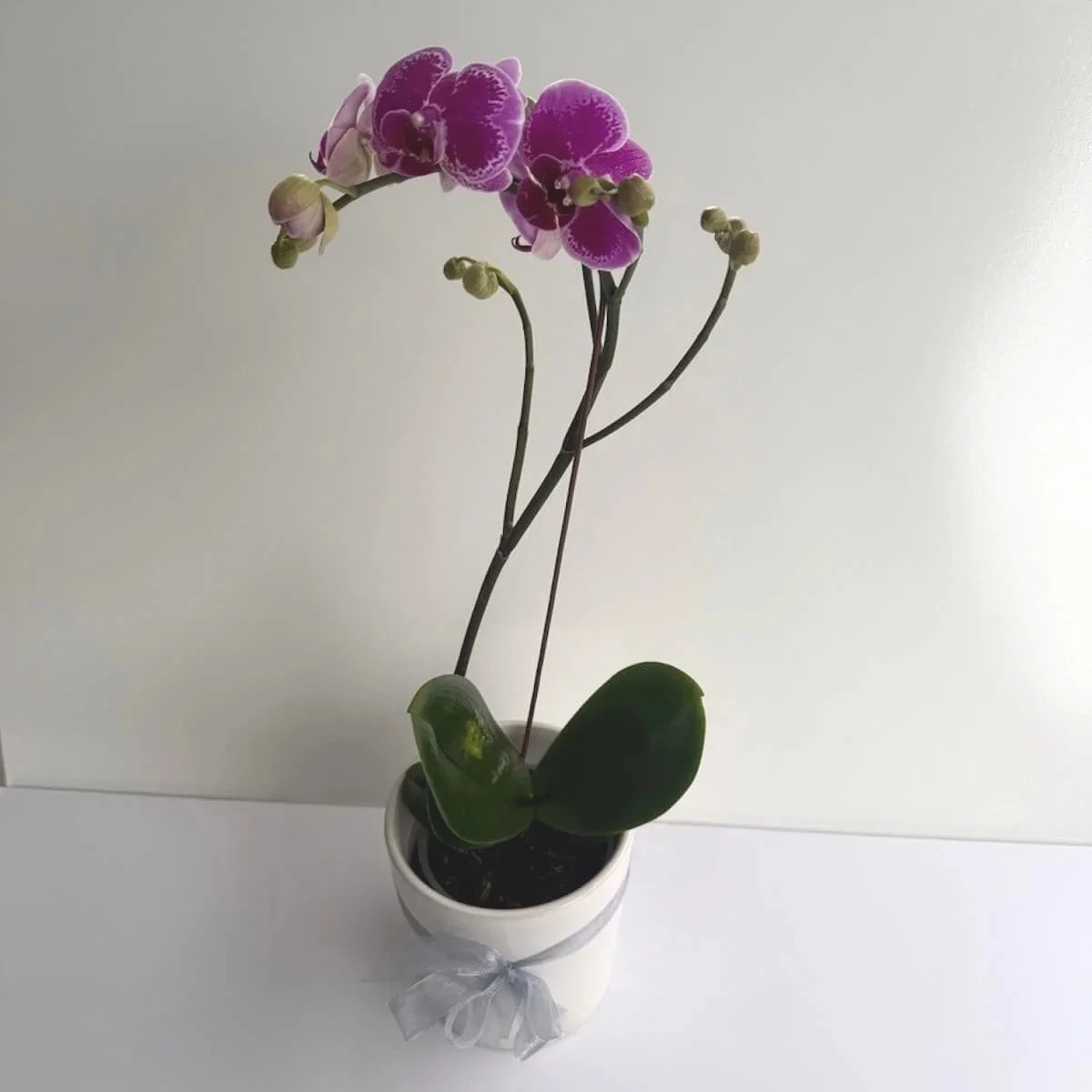 Stunning Orchid in Ceremic Pot