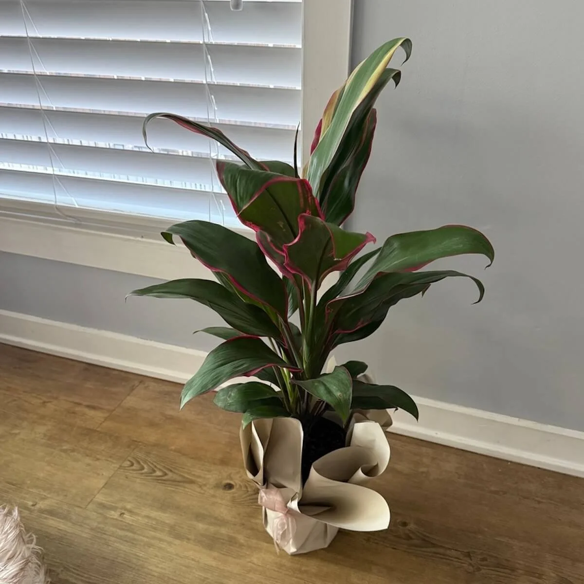plant with green leaves and pink edges and wrapped in gift wrapping pamper with a ribbon around it.