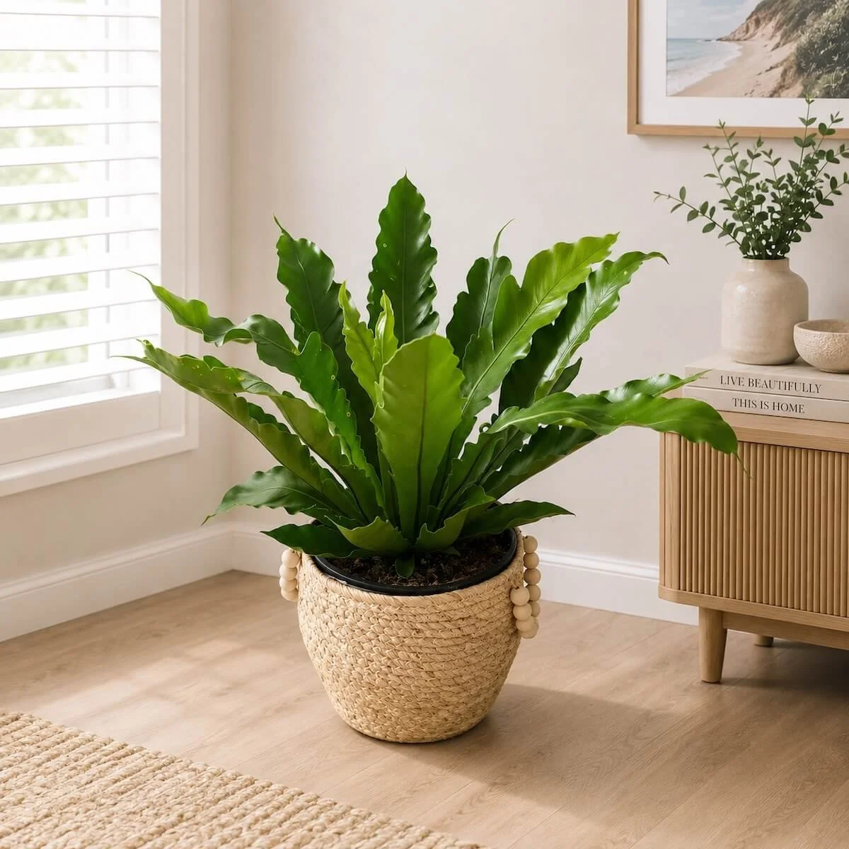 Bird's Nest Plant Gift