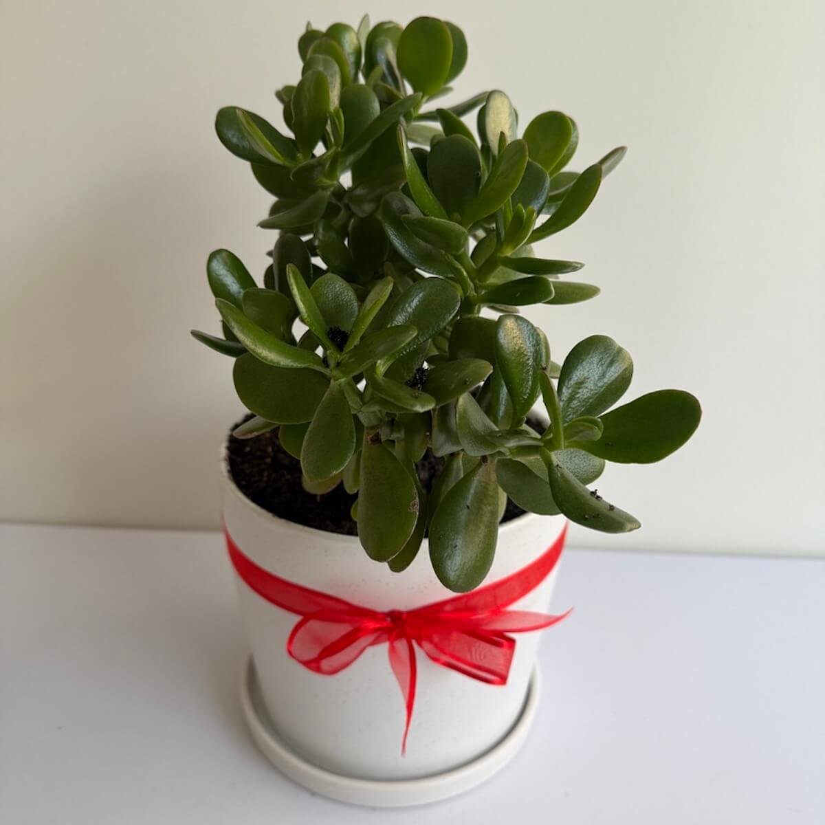 Jade Plant Gift