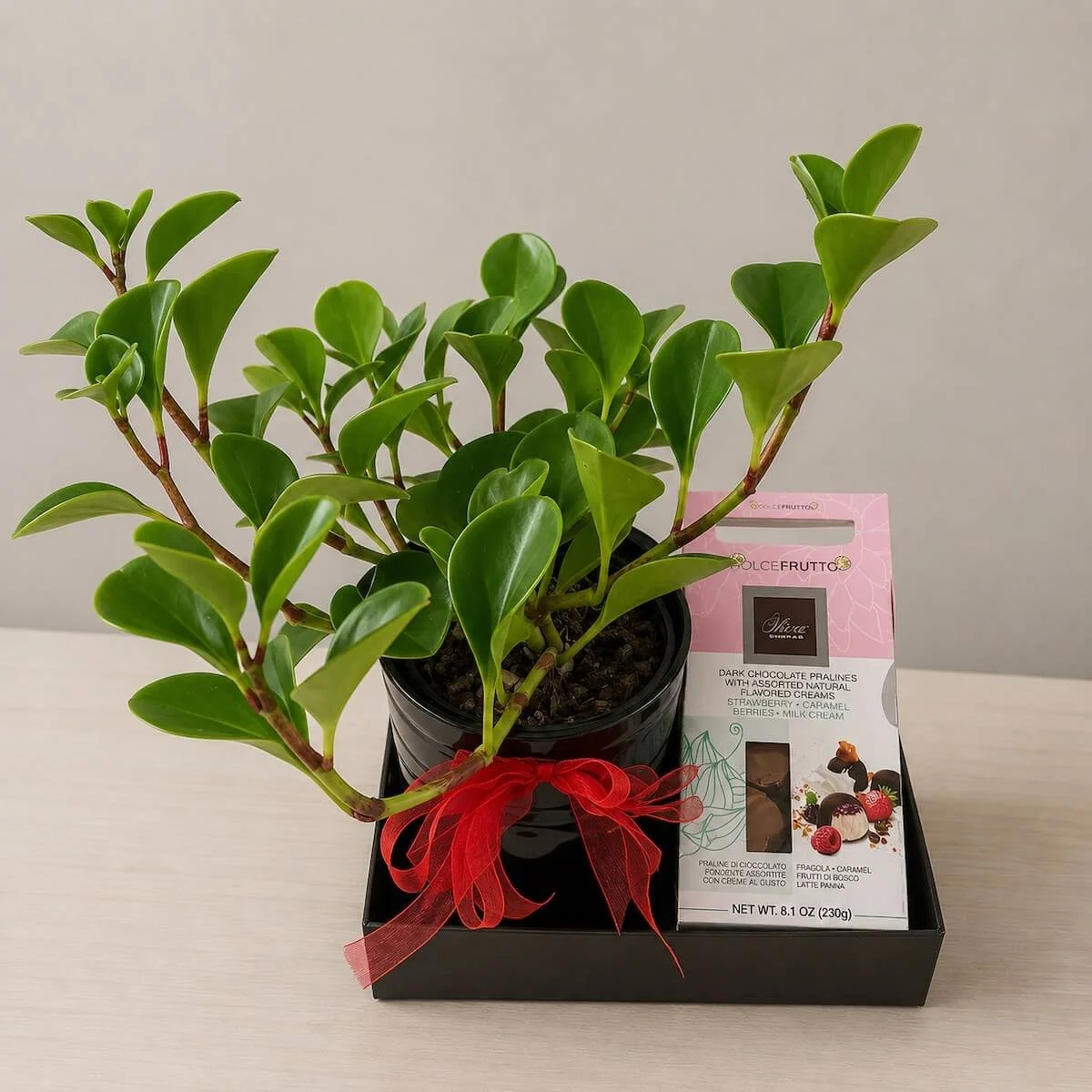 Peperomia plant in a ceremic pot and in a gift tray with oliva chocolates 230 g.