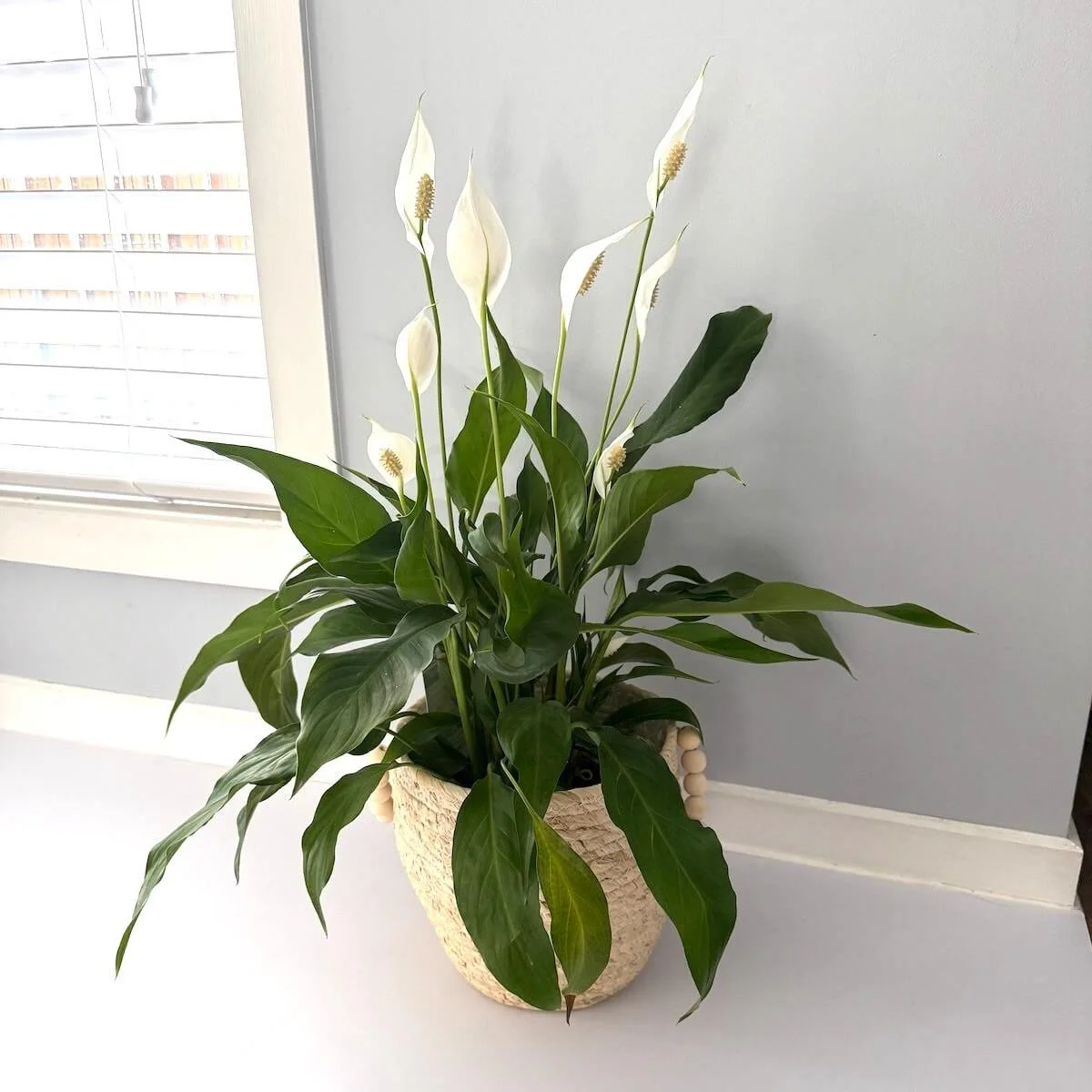 peace lilly plant with white flower on tall stems above the dark green strap type leaves in a white basket.