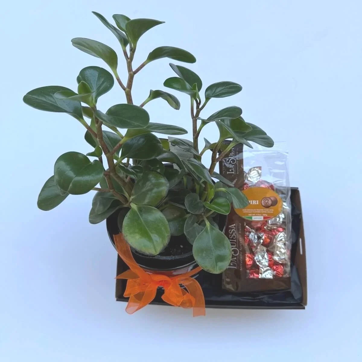 Peperomia & Chocolate Hamper