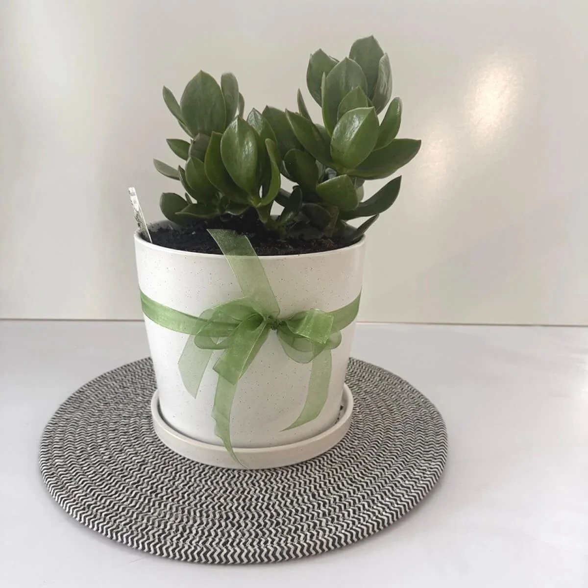 Jade Plant Gift