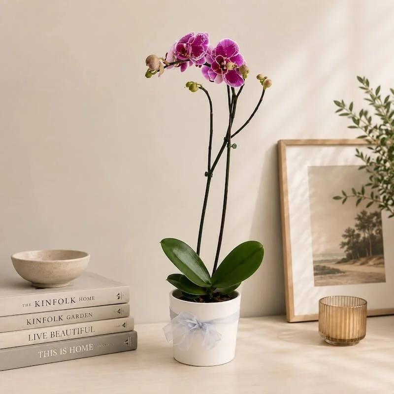 Beautiful flowering orchid plant in a ceremic pot with a ribbon aroud it.