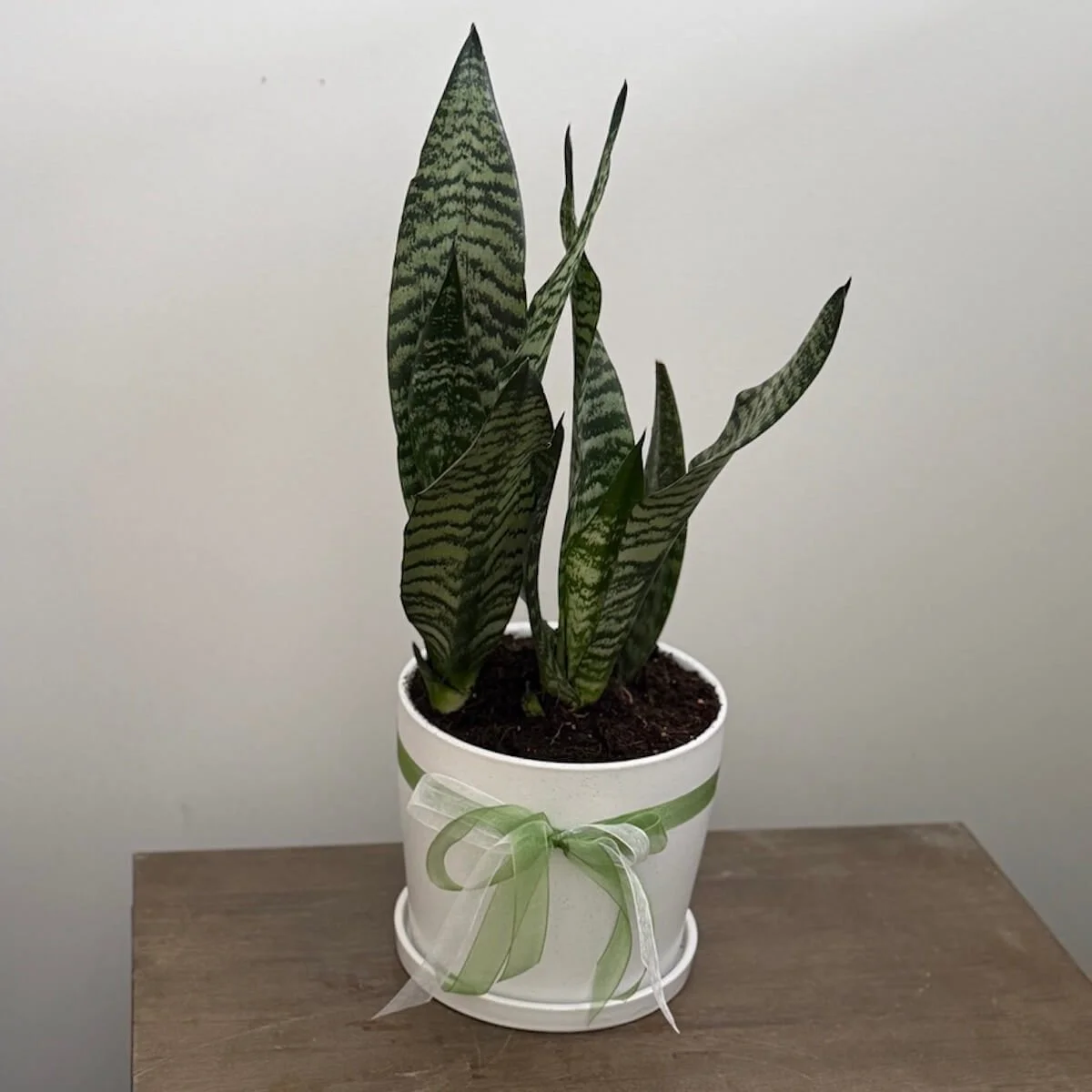 Snake Plant Gift - Mother-in-Law's Tongue
