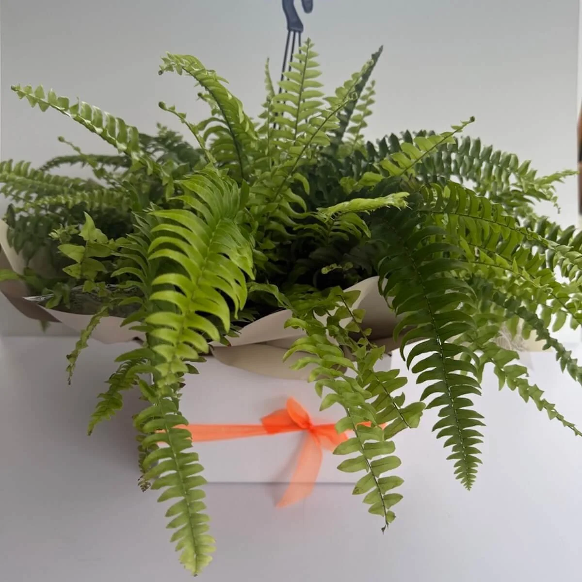 Hanging Boston Fern plant gift in pot with hanger presented in gift box – Gold Coast delivery