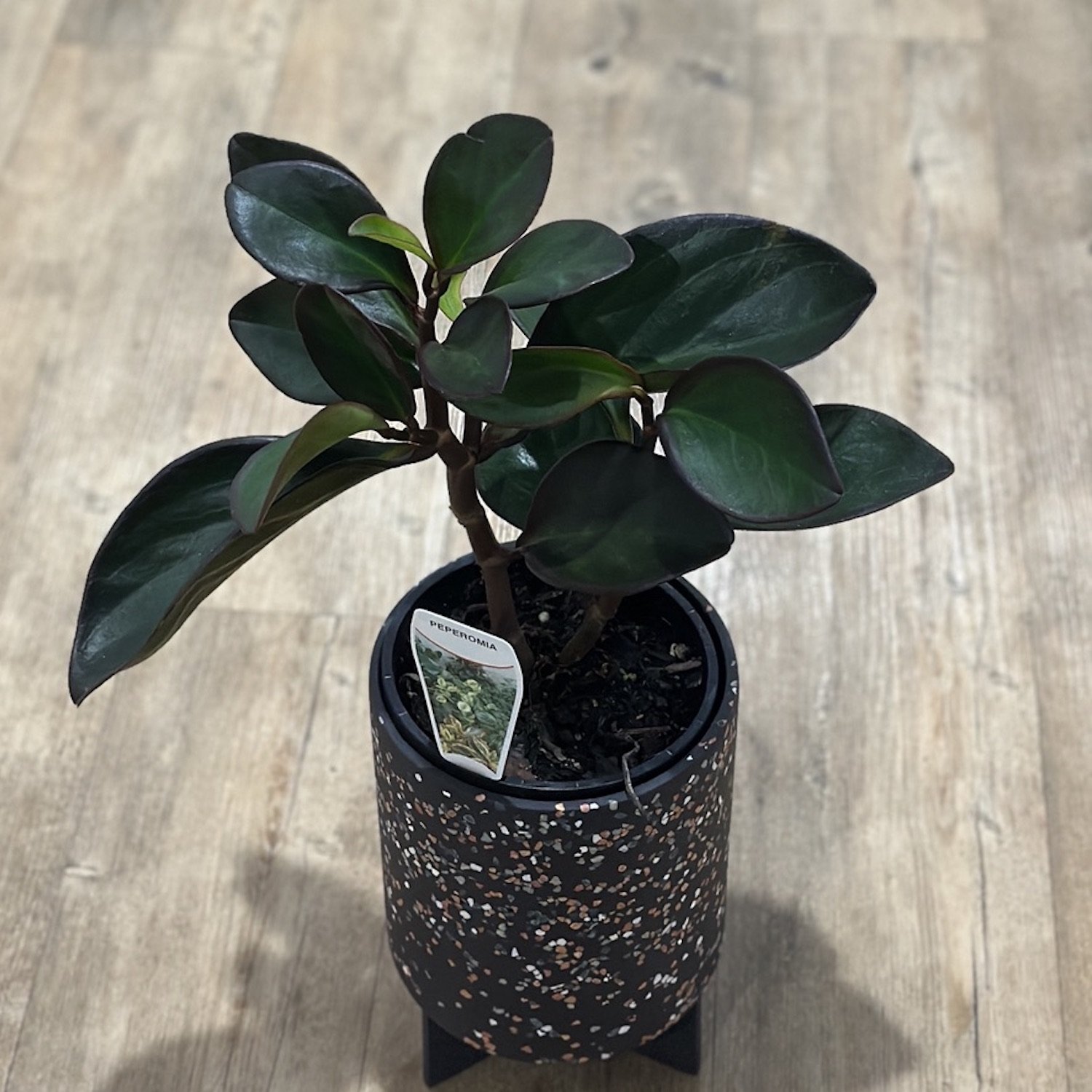 Peperomia plant in a pot on a stand. Plant has round dark green leaves with a dark red edge.