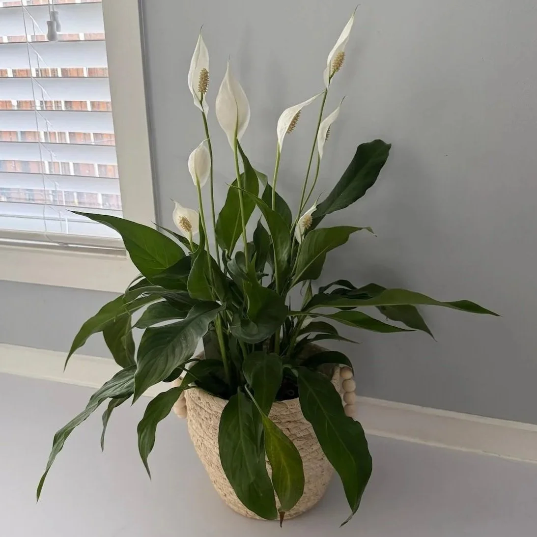 Peace Lily Plant Gift