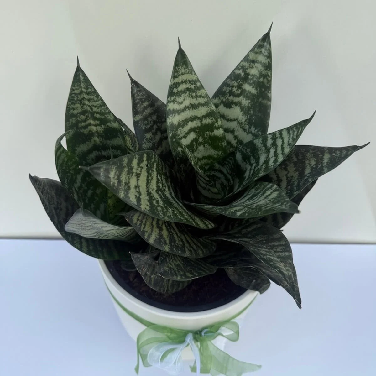 Compact Dwarf snake plant in a white ceremic planter available for deivery Gold Coast 7 days a week.