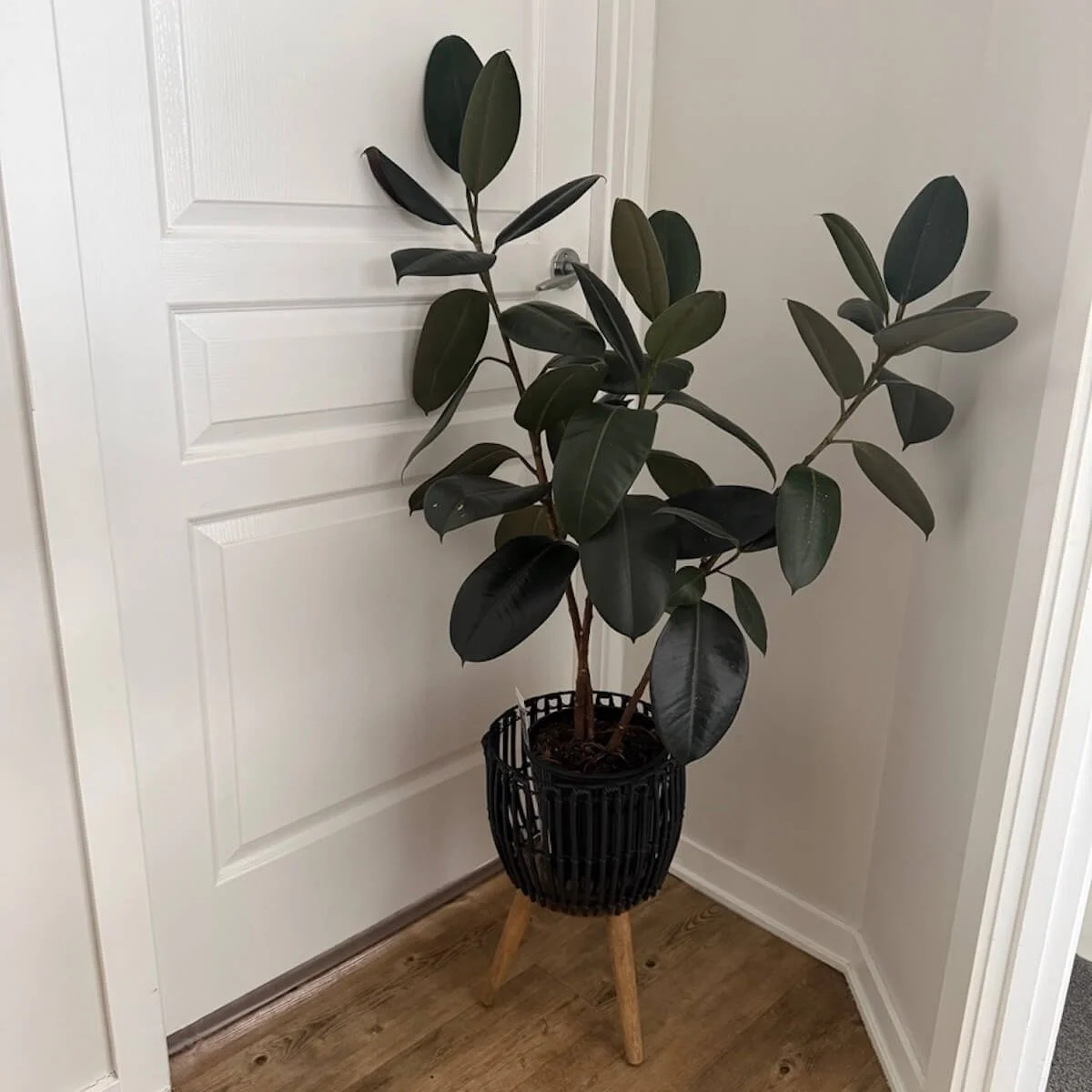 Ficus Plant Gift