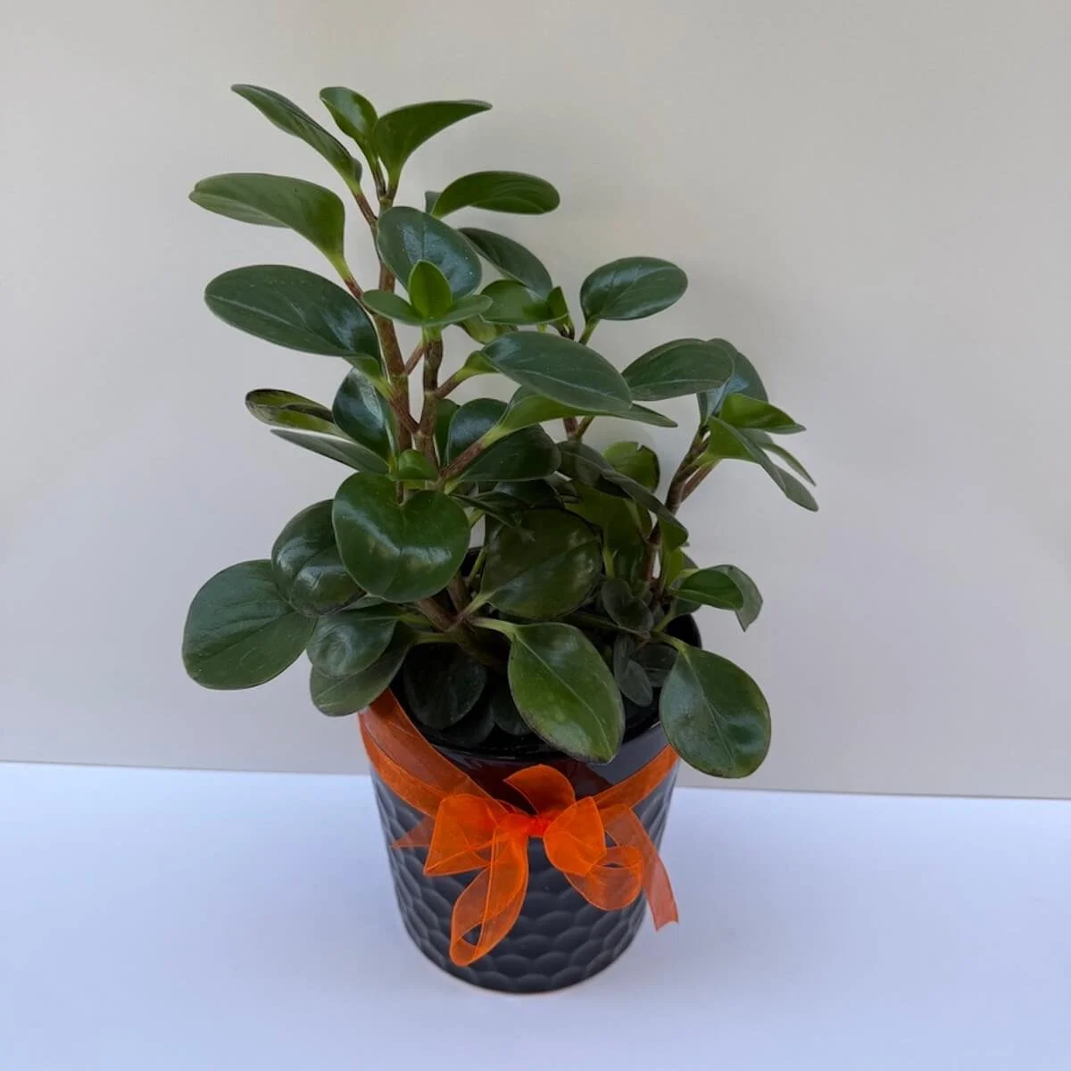 Peperomia plant in a ceremic pot delivery gold coast 7 days a week.