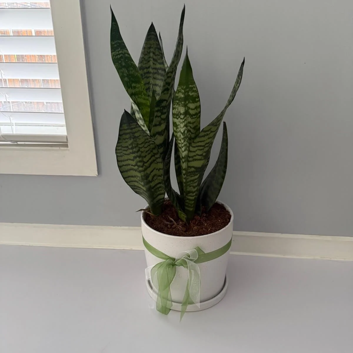 Snake Plant Gift - Mother-in-Law's Tongue