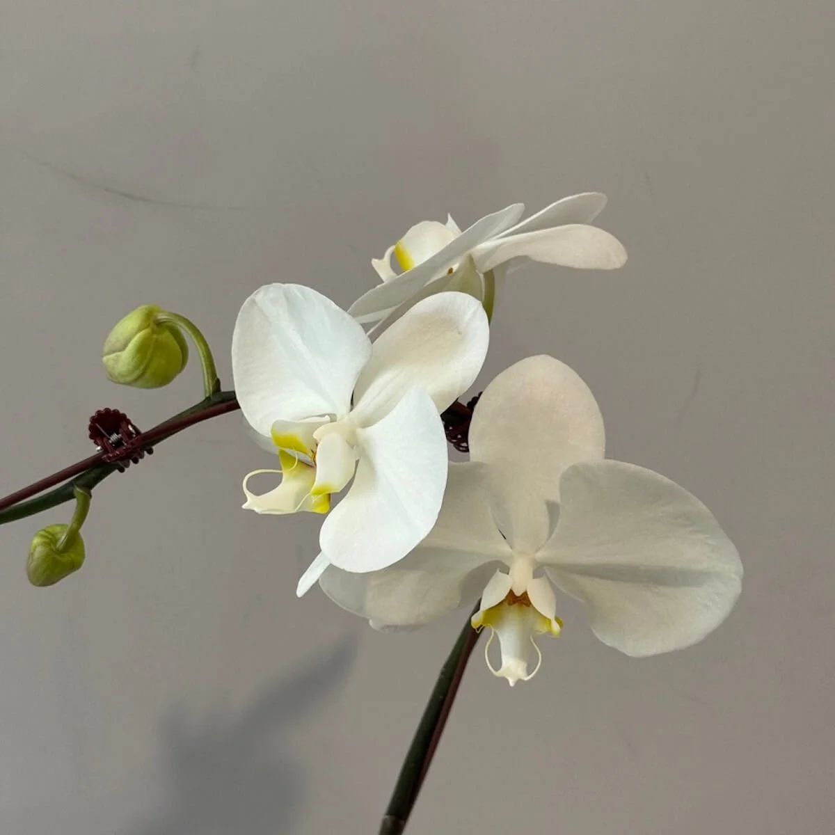 Stunning flowers on the orchid plant for delivery across the Gold Coast