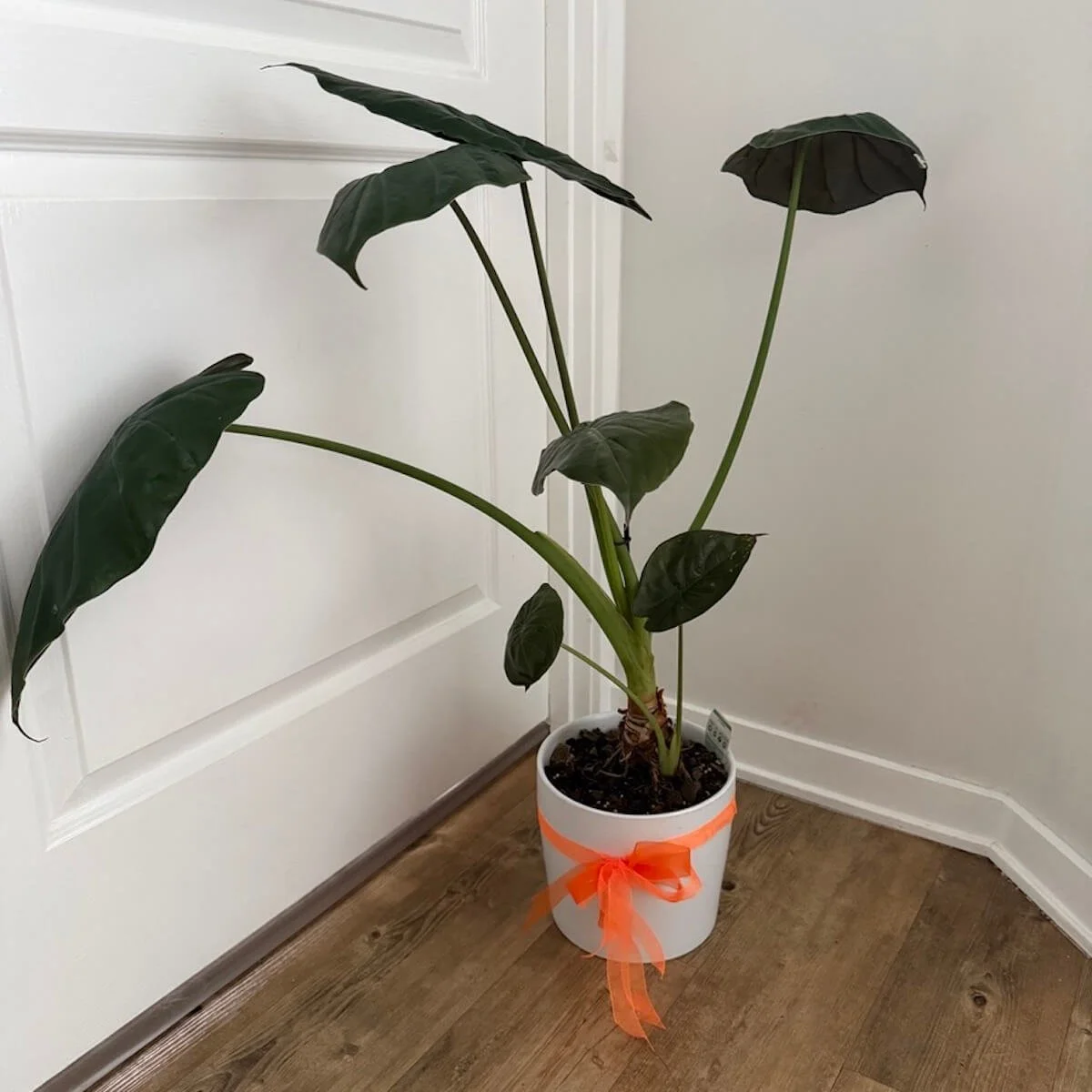Elephant's Ear Plant Gift